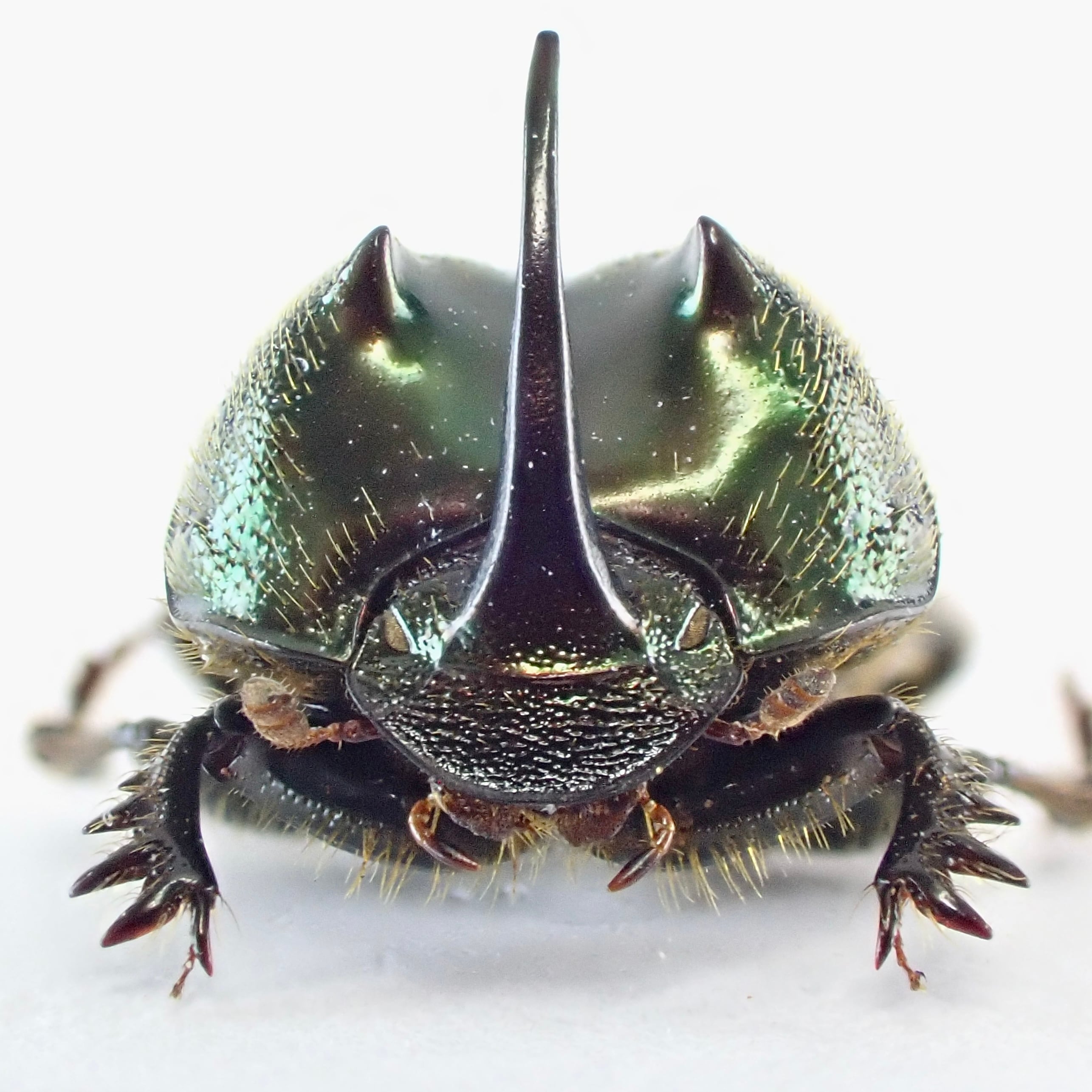 タンザニア産 Proagoderus sp. ♂♀ 9mm/9mm | 昆虫標本 Diggers & Rollers
