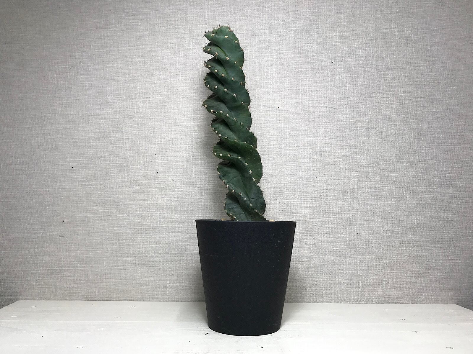 セレウス ペルビアナス スピラリス