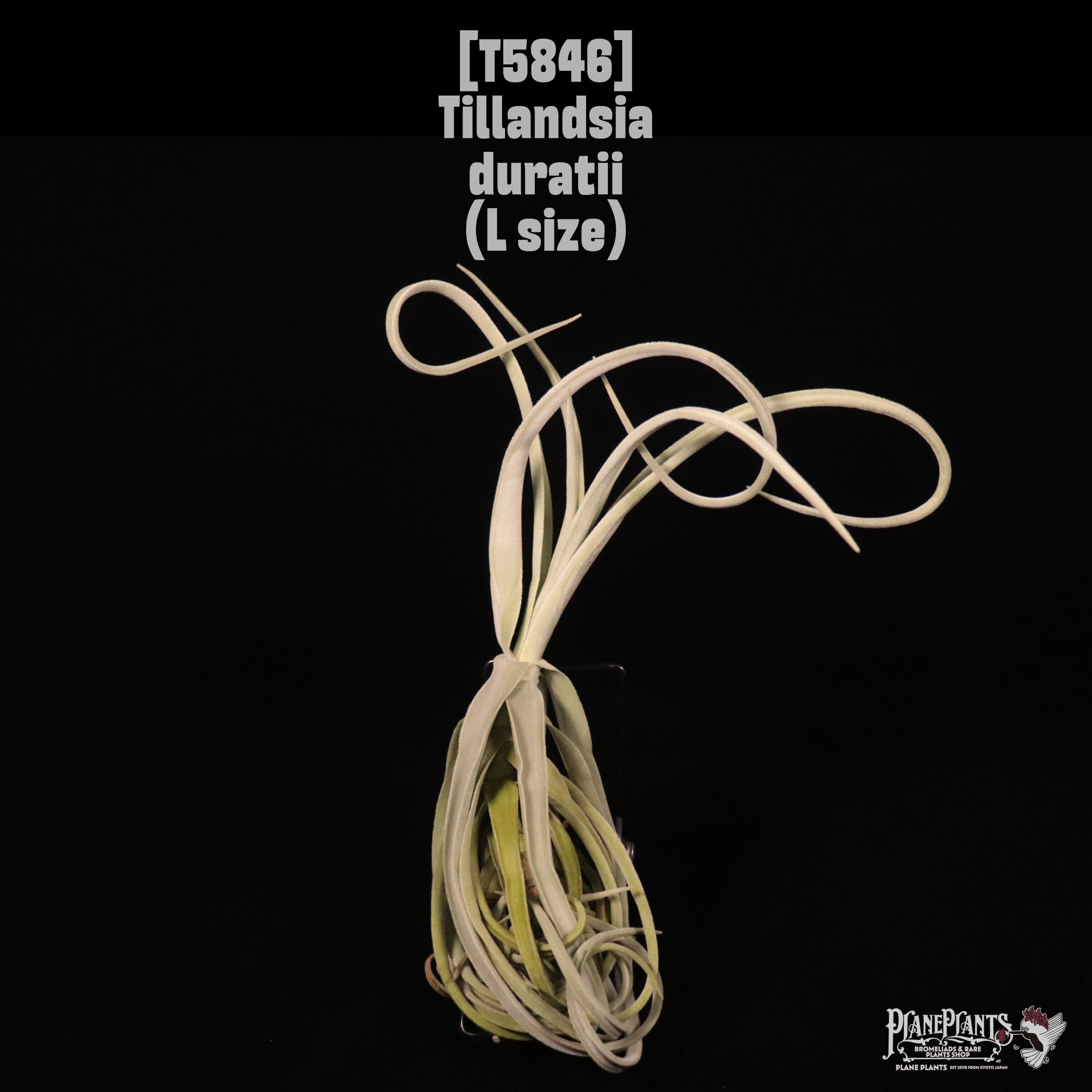 Tillandsia duratii L〔ティランジア〕T5846