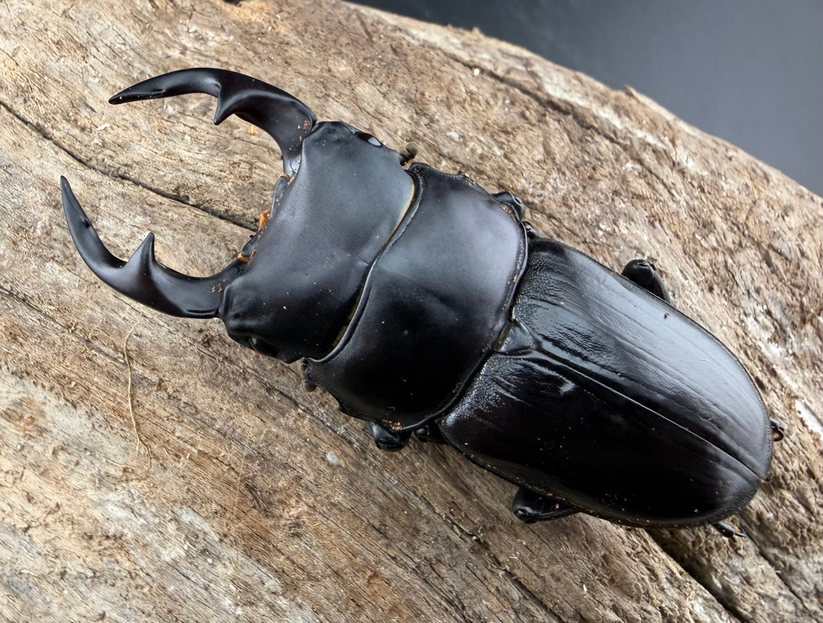 F0】《国産オオクワガタ 新潟県中部産 58.5mm ペア》 | KPW公式