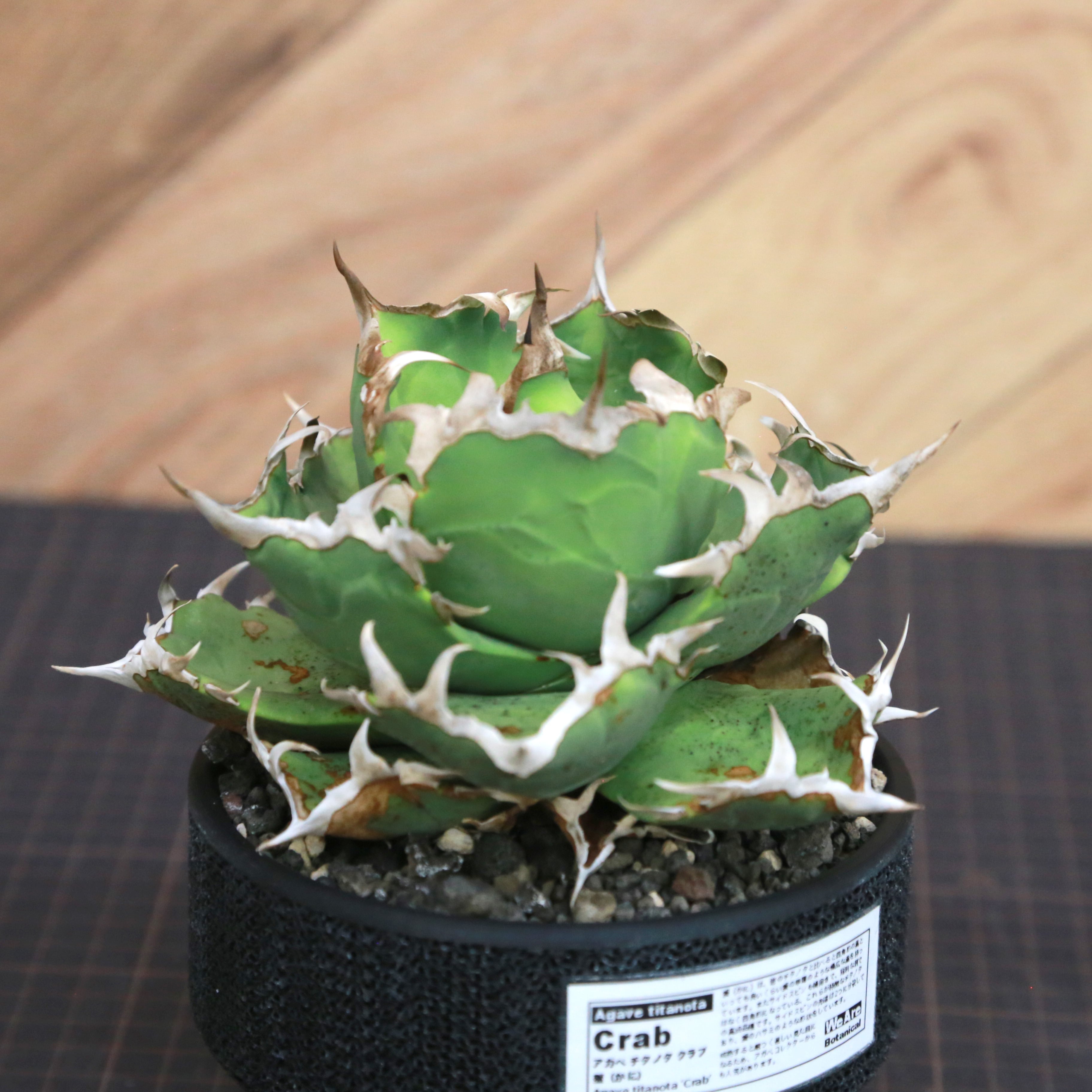 アガベ チタノタ 2種 Agave Titanota 蟹 (Crab) アガベ チタノタ / 中株(4号鉢)/Lot.001