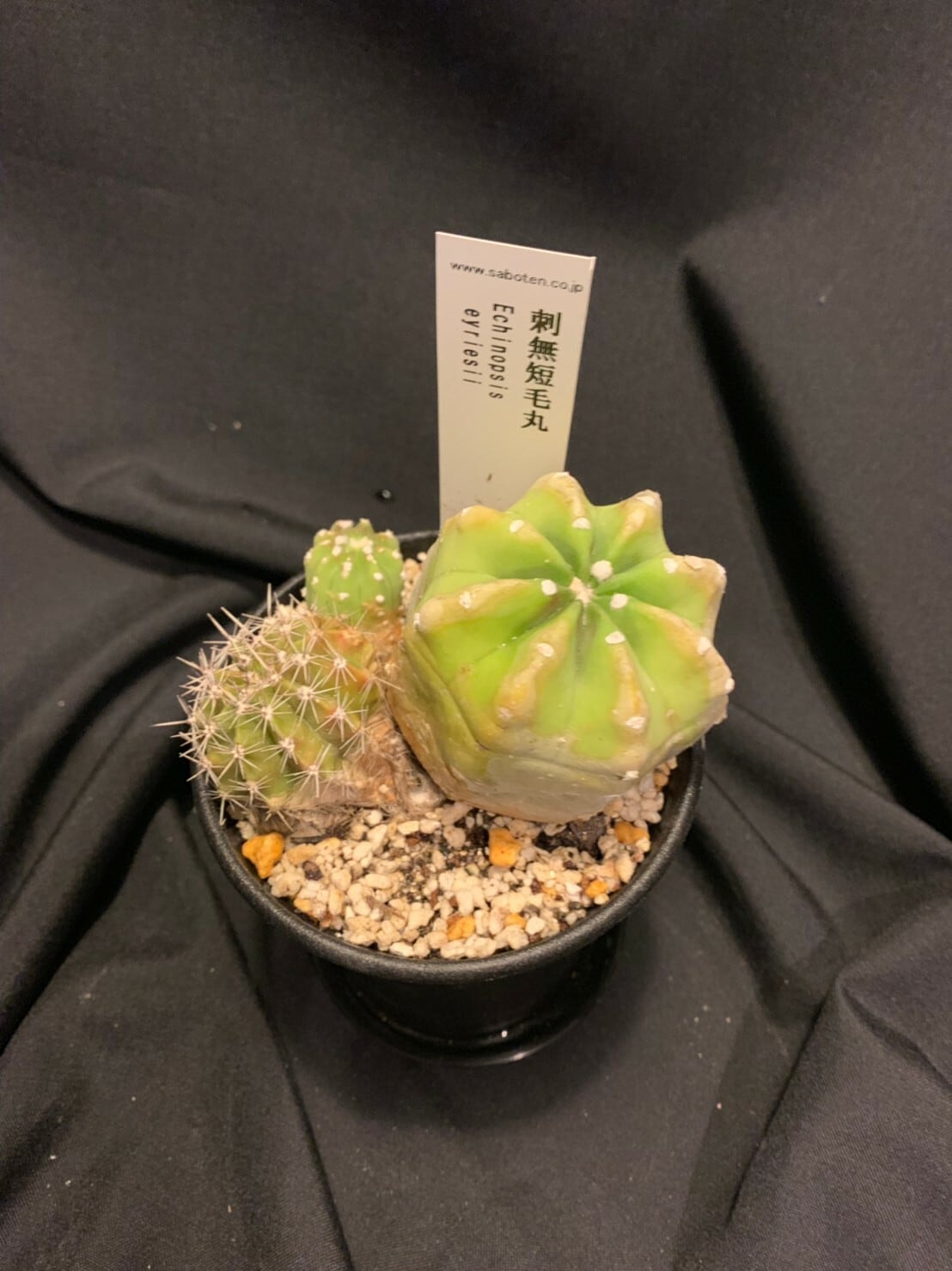 サボテン エキノプシス属 棘無短毛丸 ３号鉢 総合福袋 ３号鉢