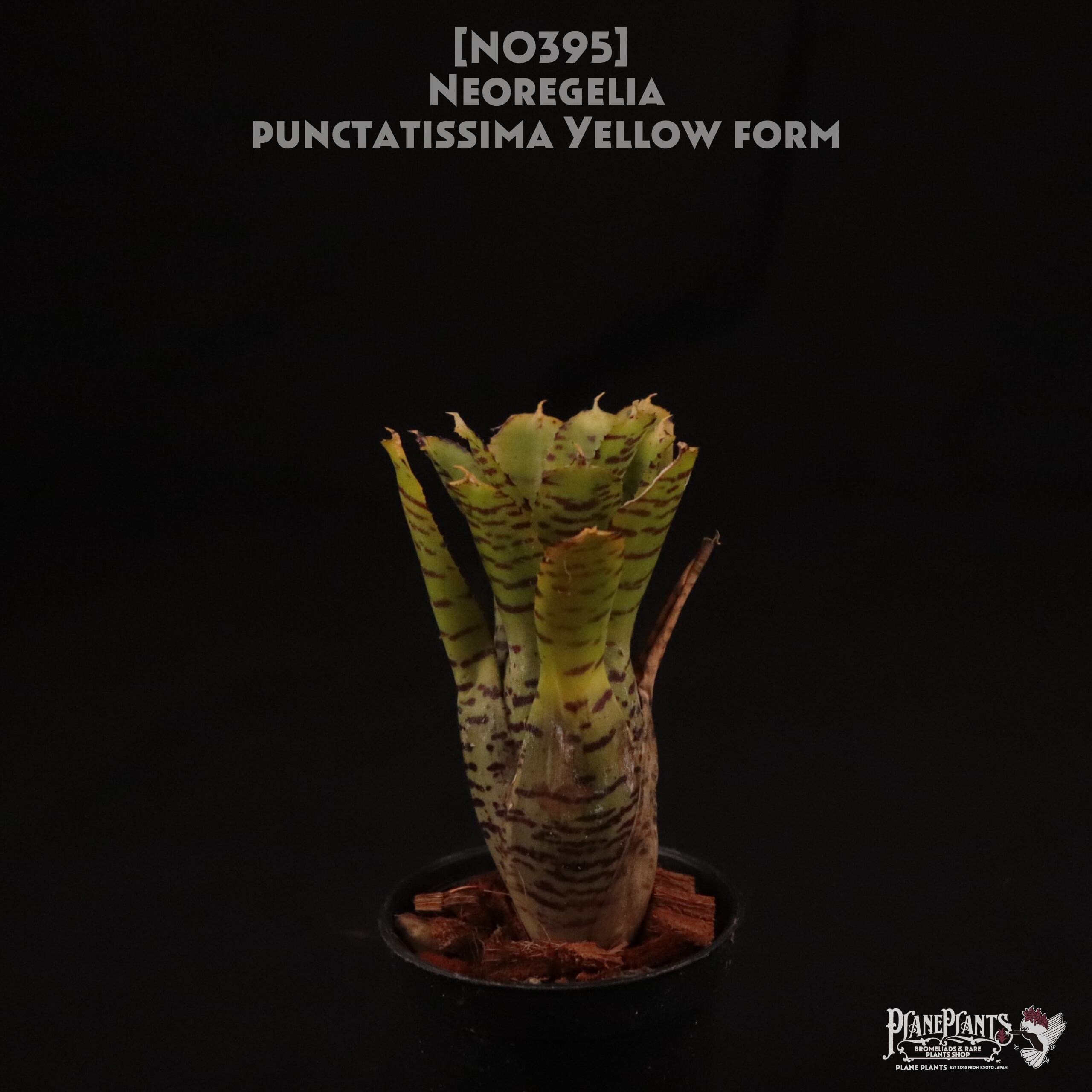 【送料無料】Neoregelia punctatissima yellow form〔ネオレゲリア〕現品発送N0395
