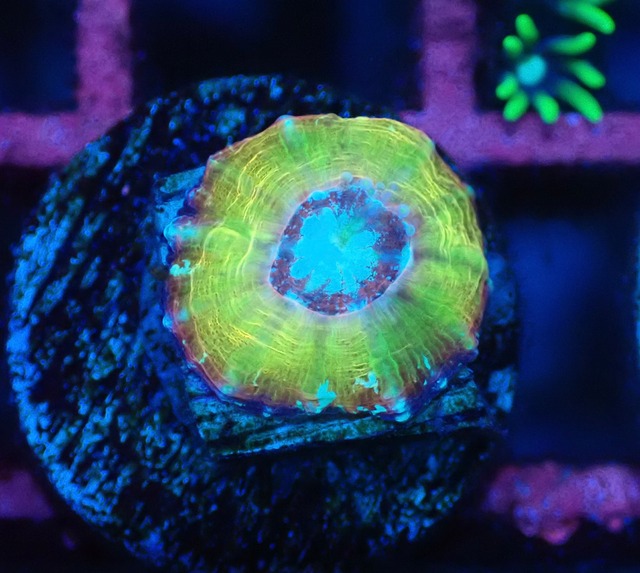 Scolymia Baby "HiendUltra" 1