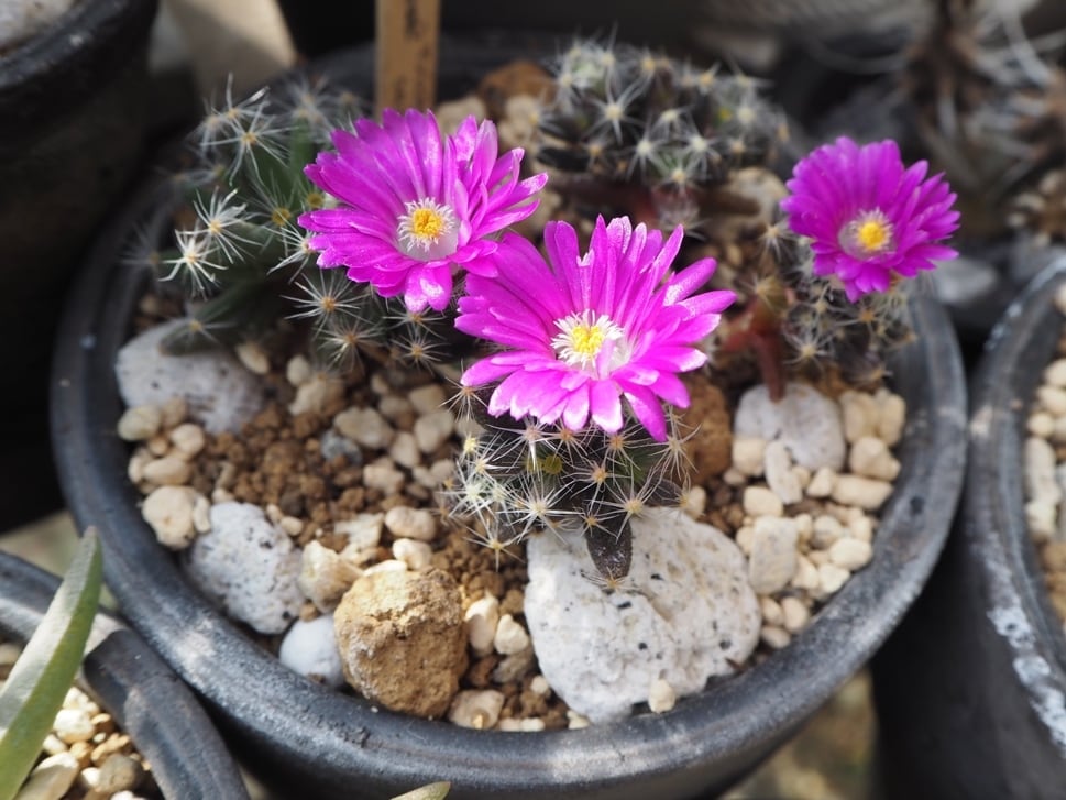 多肉植物 紫晃星♡抜き苗(^○^) 多肉植物 紫晃星♡抜き苗(^○^) 多肉植物 紫晃星