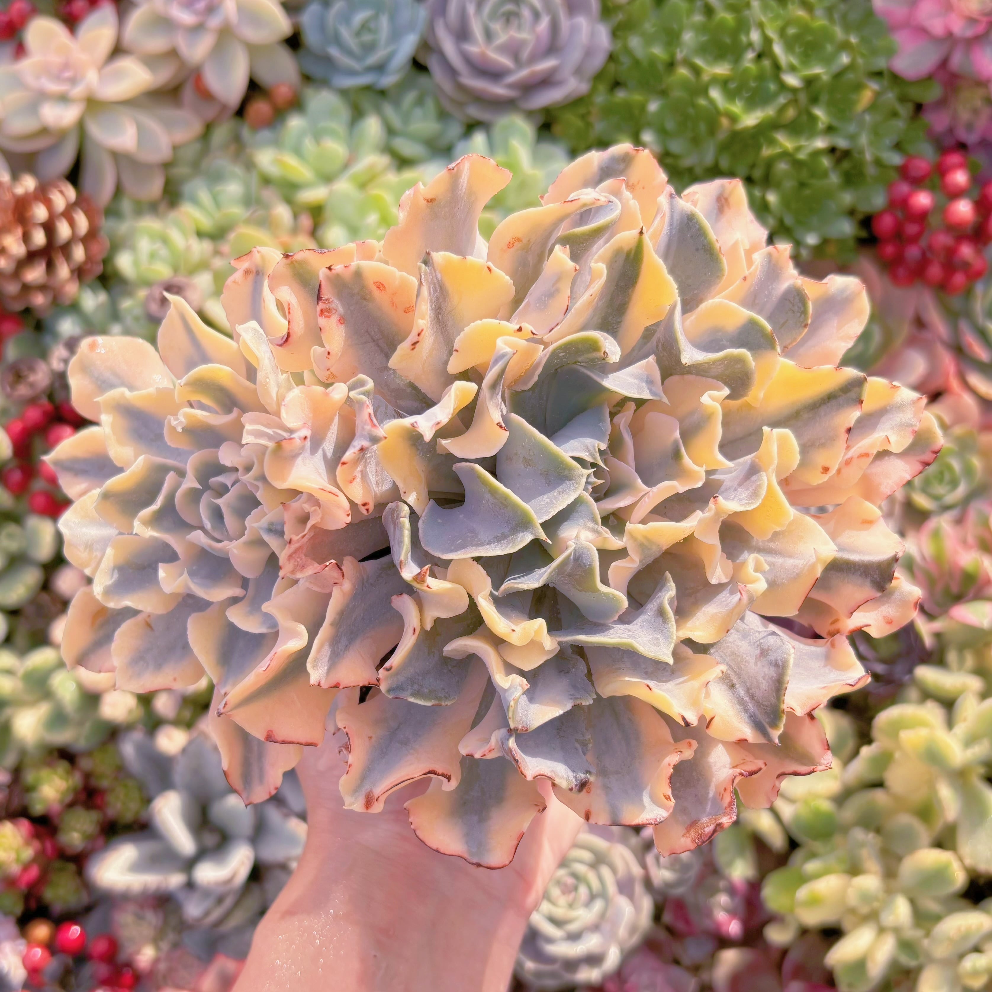 現品　シャフラン錦#K029　極上株　群生　在庫僅少　るる農園