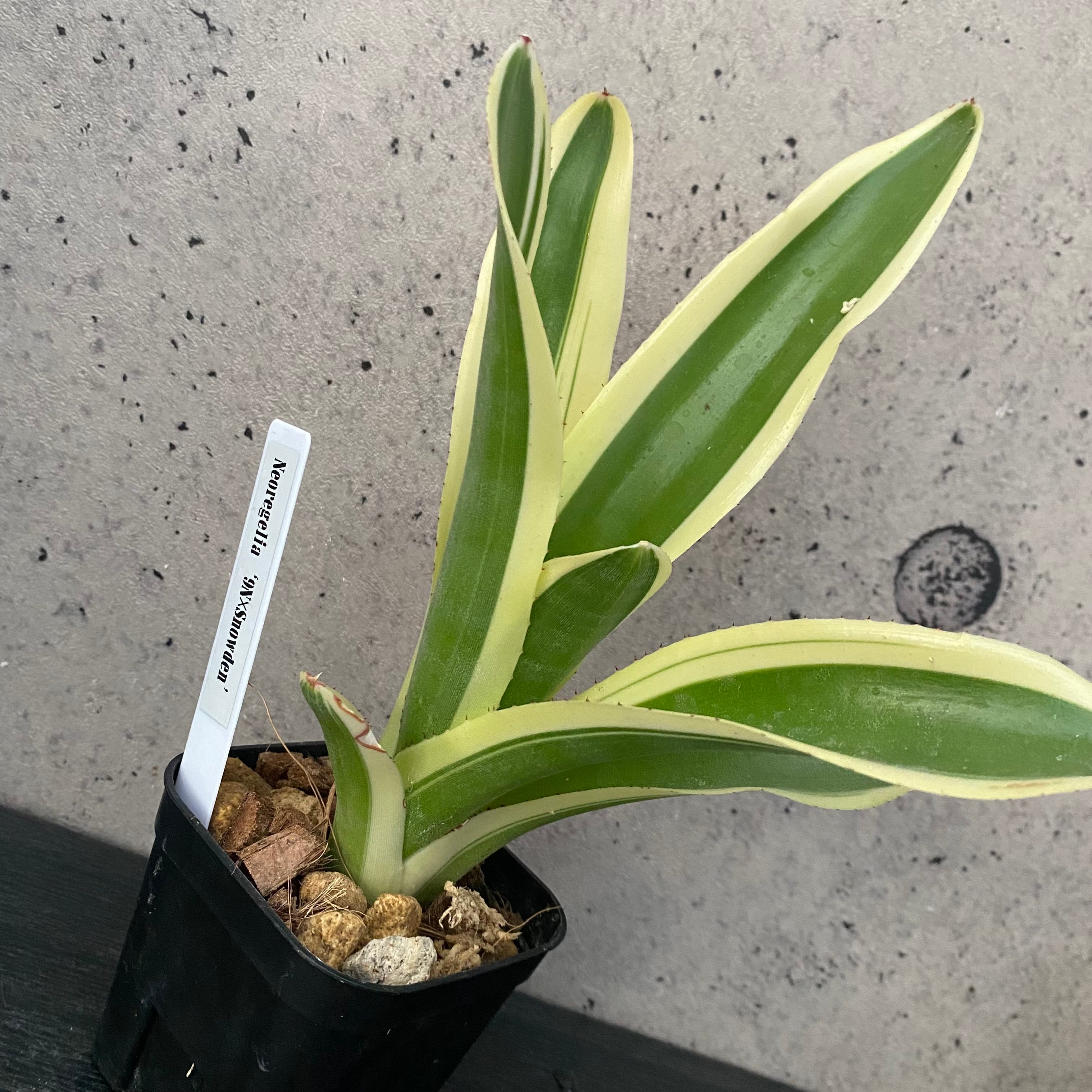 タンクブロメリア まとめ売り！引き取り限定 タンクブロメリア | Planet Plants プラネットプランツ