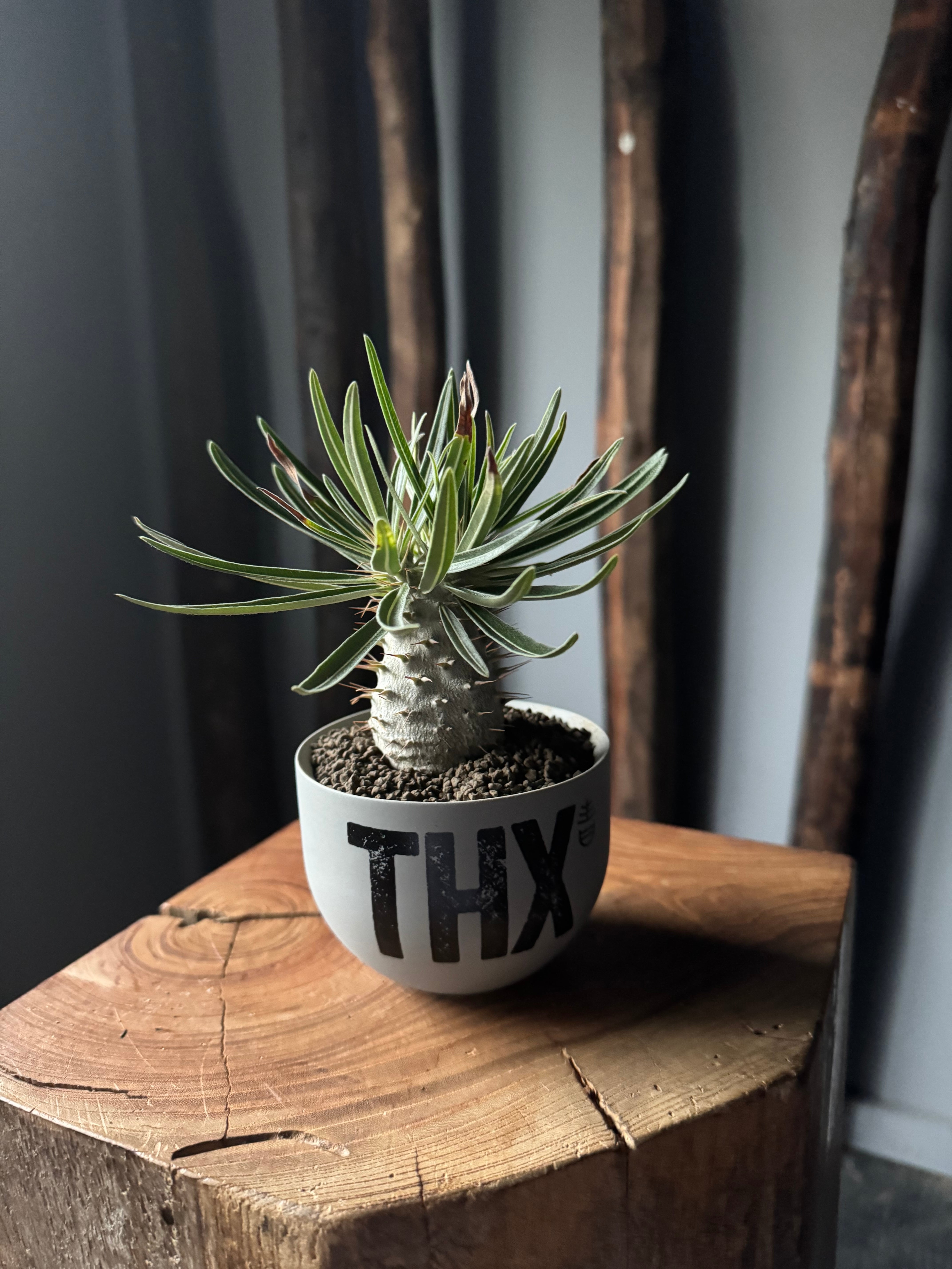 良型 ドルステニア ギガス ブラータ ドルステニア ギガス ブラータ Dorstenia gigas f. bullata