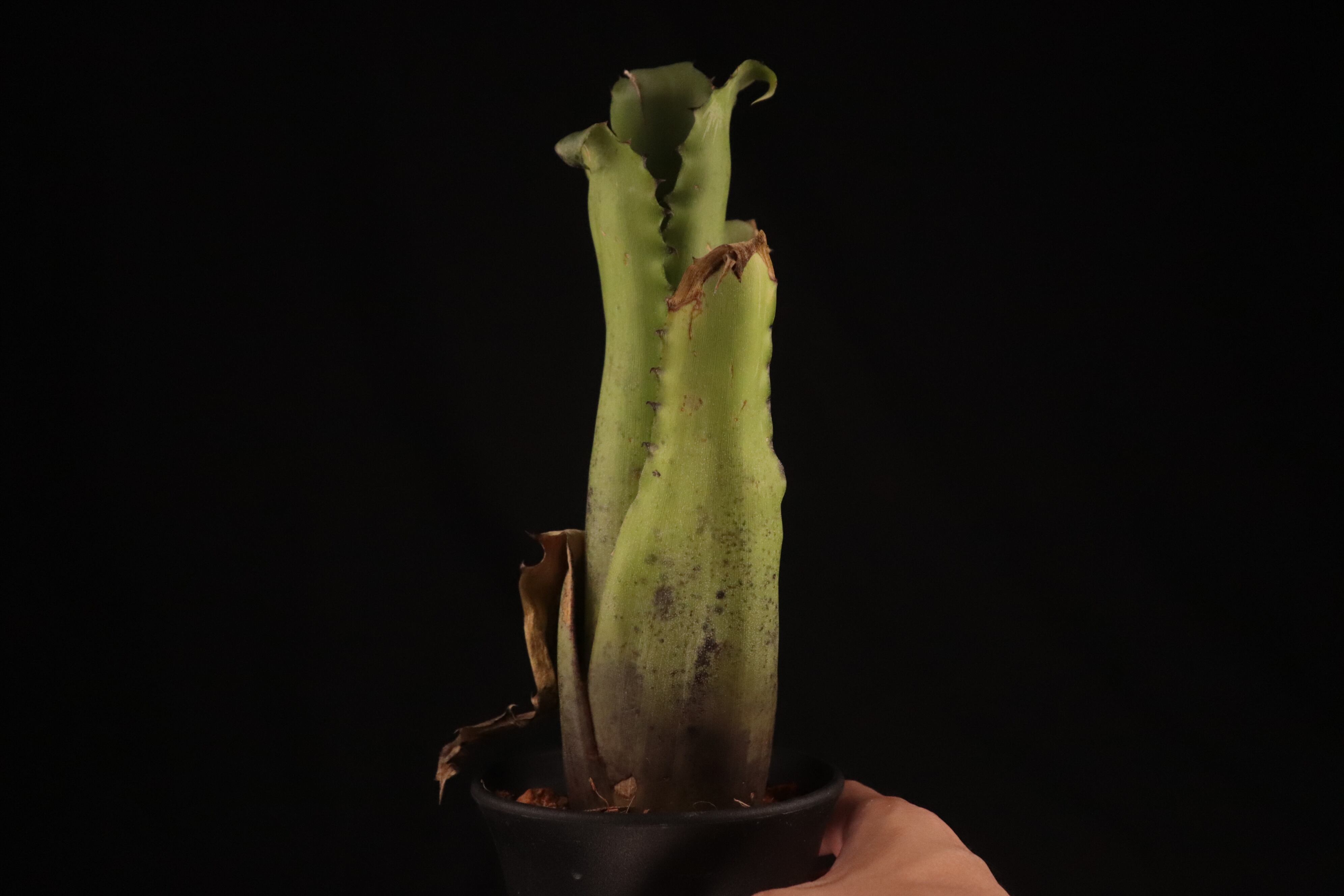 送料無料】Hohenbergia magnispina〔ホヘンベルギア〕現品発送H0103