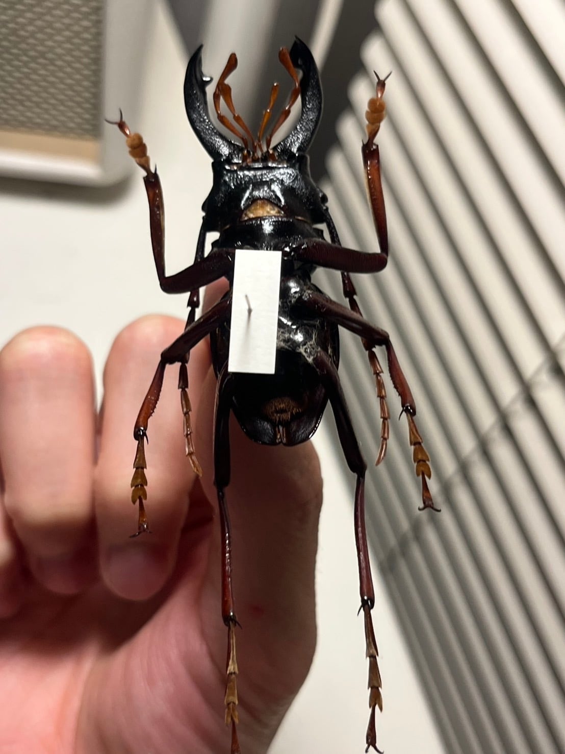 60mm】カシクスオニノコギリカミキリ昆虫標本甲虫ハムシサソリ