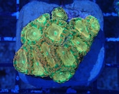 Blastomussa PremiumGold 1