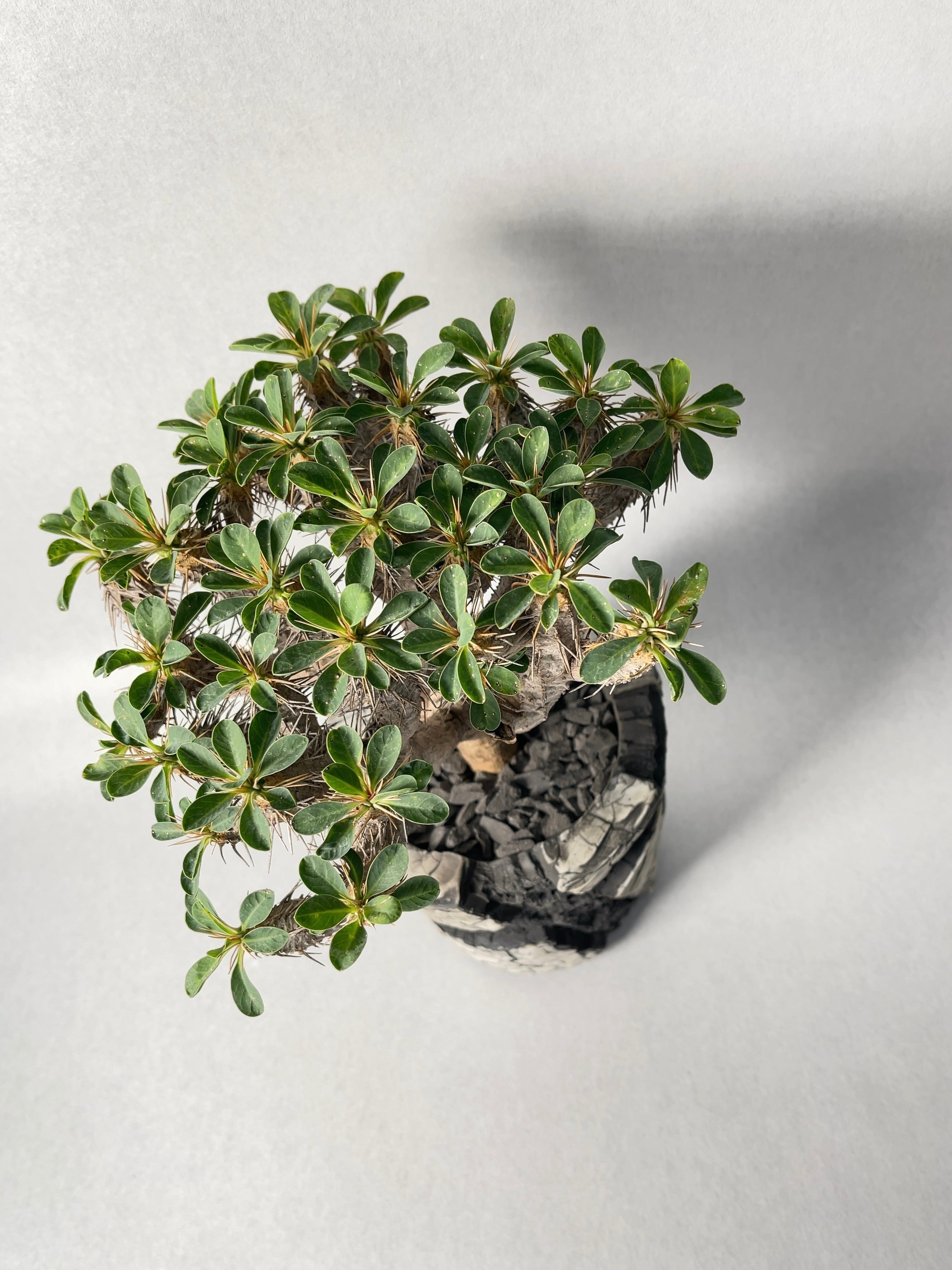 ユーフォルビア・ギラウミニアナ | trigger