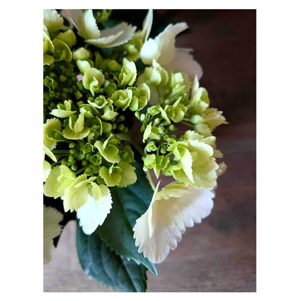 Hydrangea 'HaruHaru' | Seeding