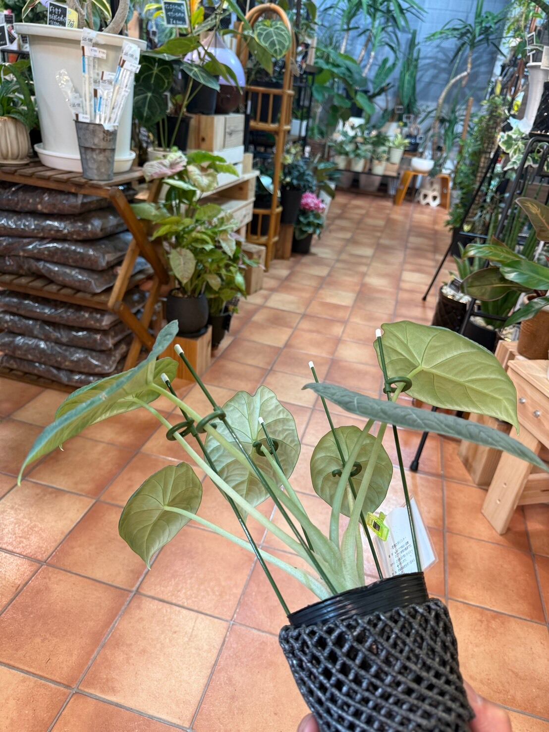 アロカシア・マハラニ 3号 | 観葉植物と雑貨のお店 VIVAGREEN