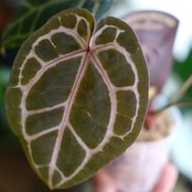 【正規】Anthurium 'Michelle' by DOC BLOCK⑩ / アンスリウム・ミシェル│観葉植物