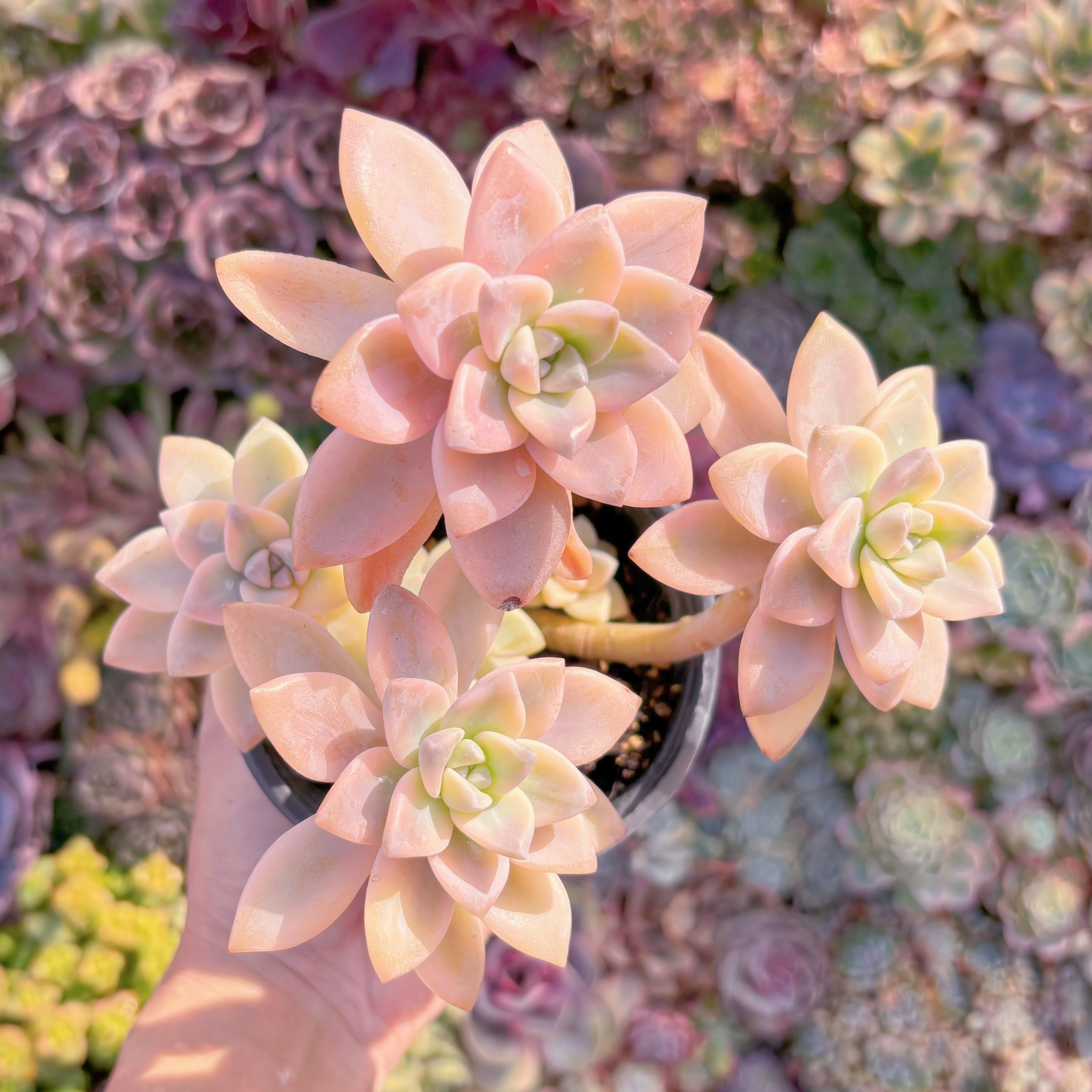 現品　淡雪錦#M261　るる農園