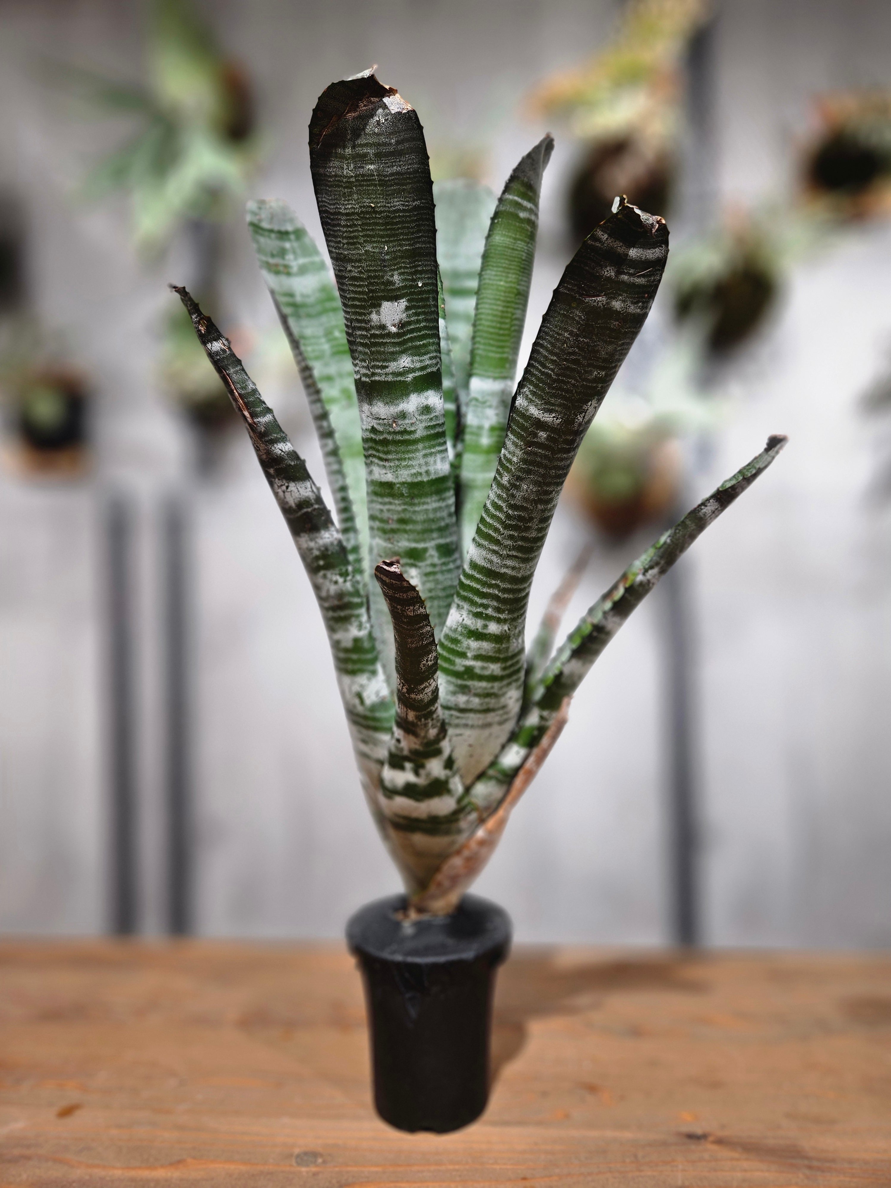 Aechmea chantinii Bromeliad Chantinii | 'Black Paradise