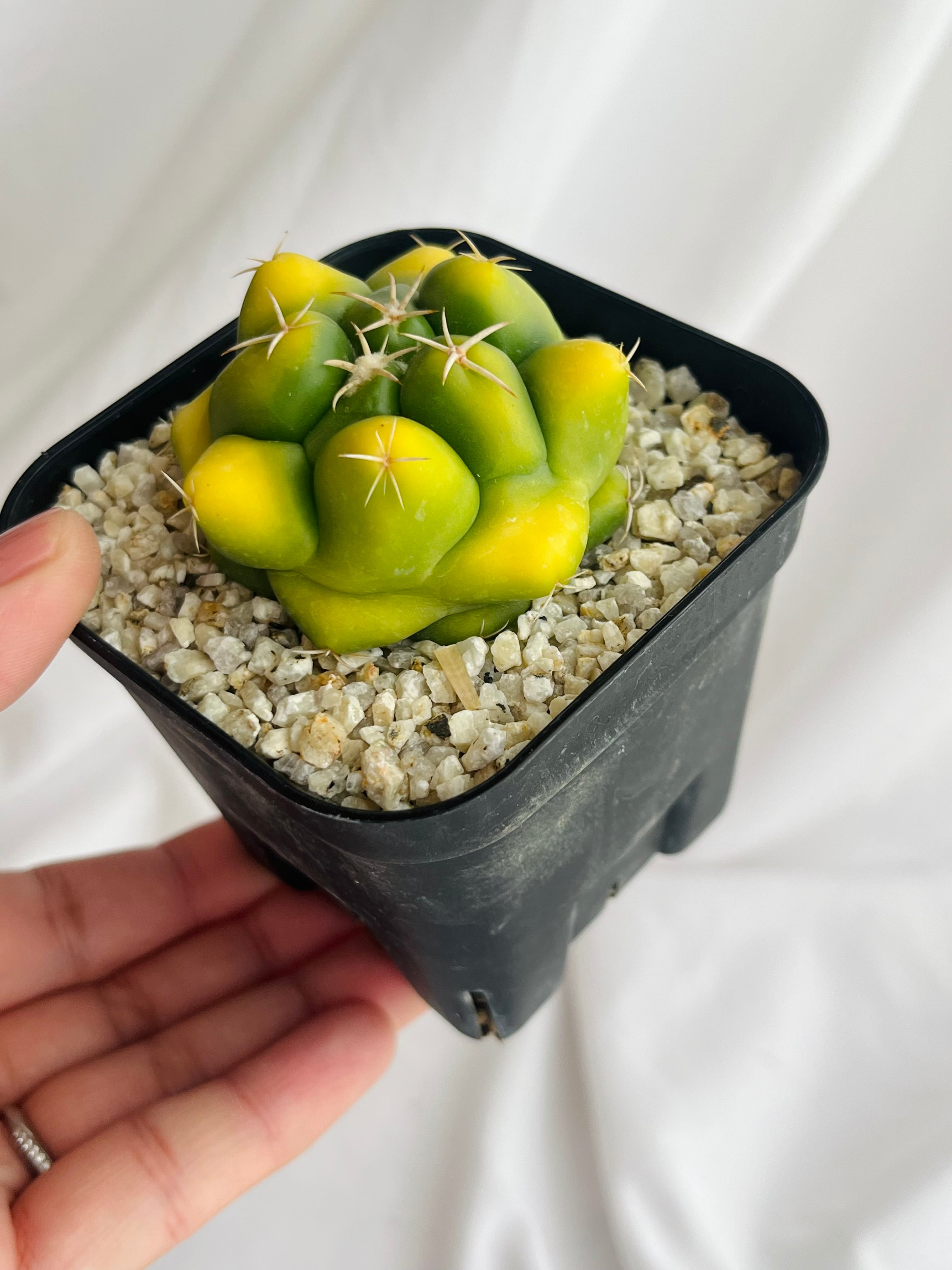 Coryphantha elephantidens コリファンタ 紅葉象牙丸 サボテン