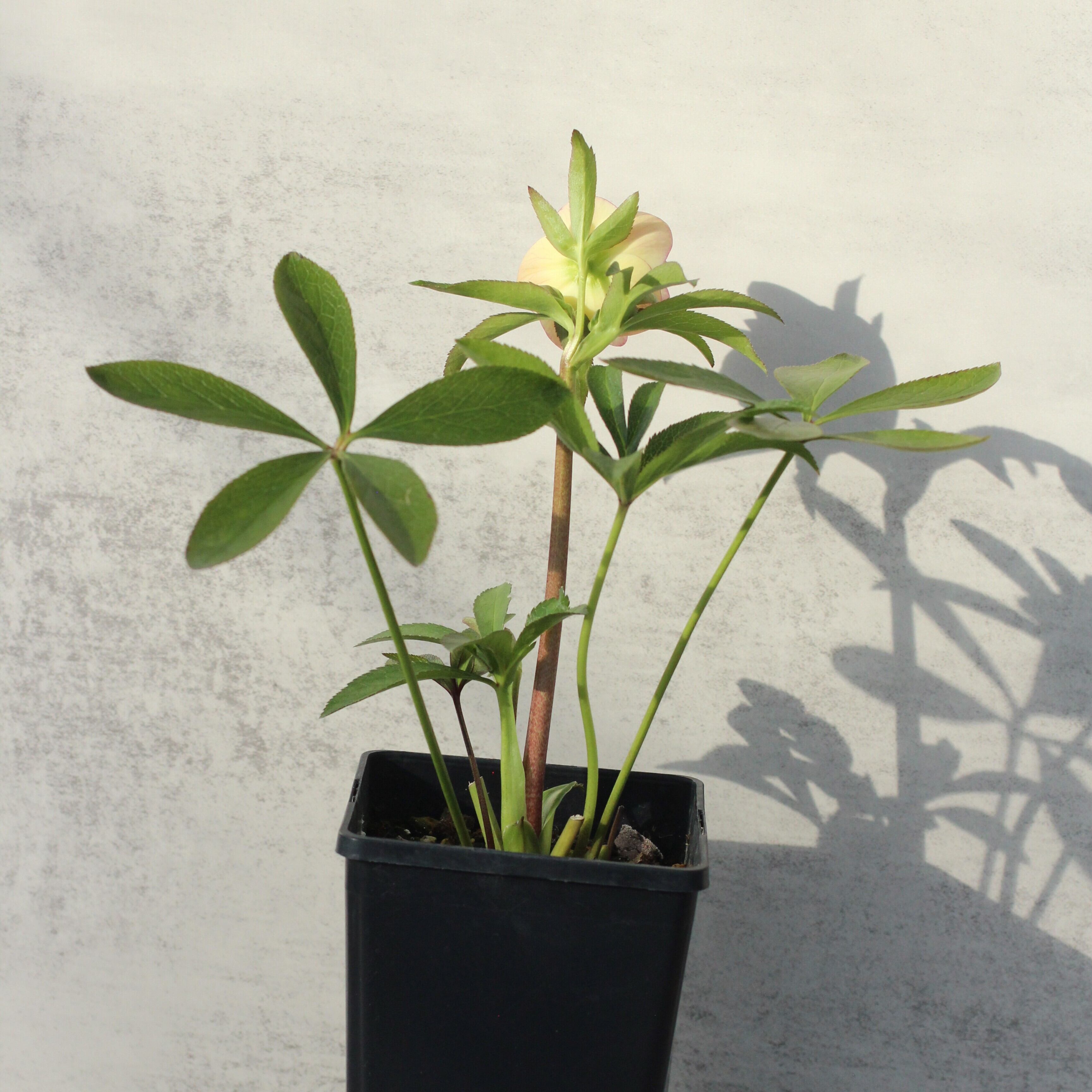 WS26-081 クリスマスローズ ウィンターシンフォニー イエロークレオン