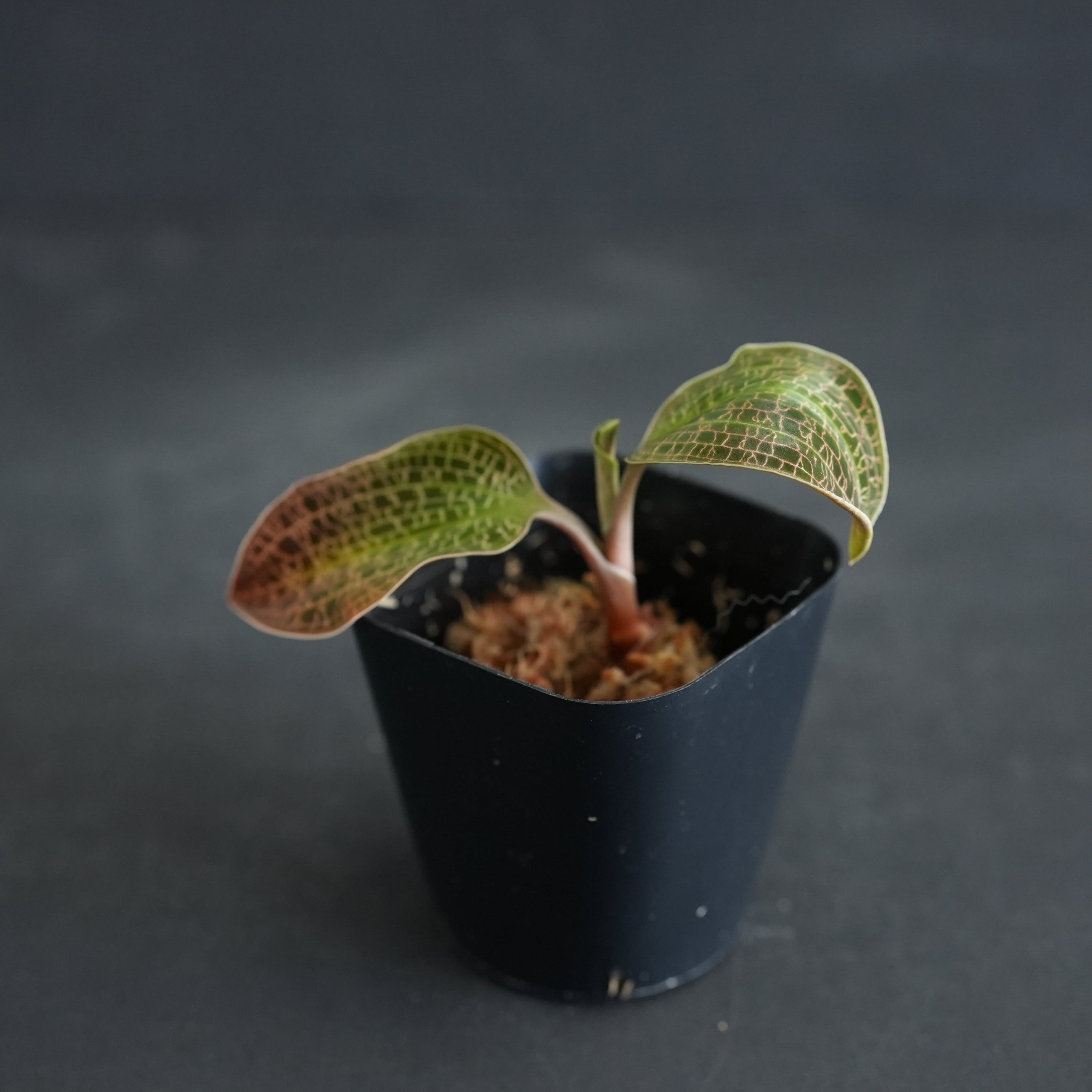 ◇現品◇Macodes sanderiana × Macodes petola【ジュエルオーキッド