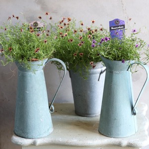夏にオススメ寄せ植え｜届いてすぐ玄関に飾れる モノプシスパープルオーエン　シックなピッチャー