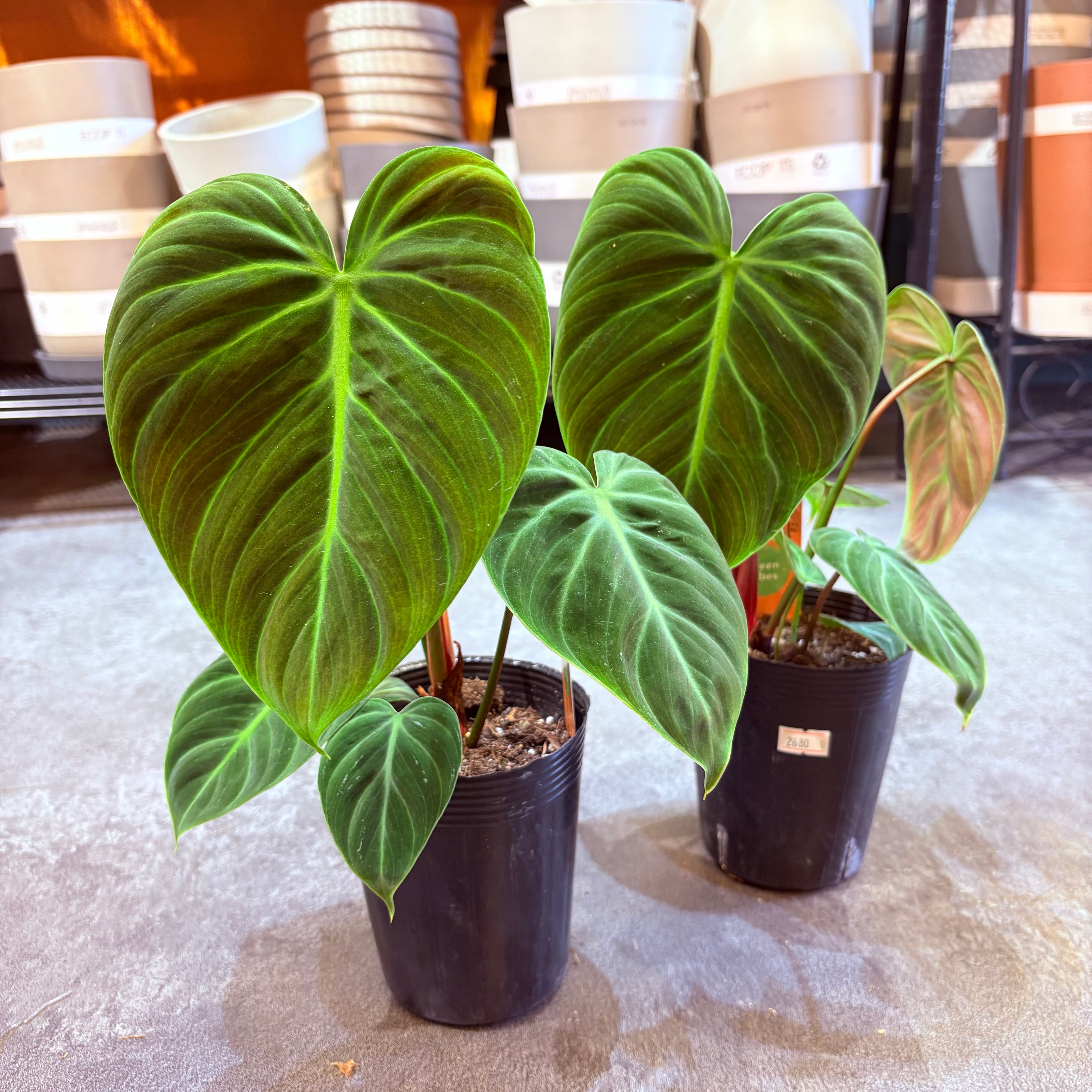 フィロデンドロン エルチョコレッド 3.5号 | Green Vibes 宇都宮市の