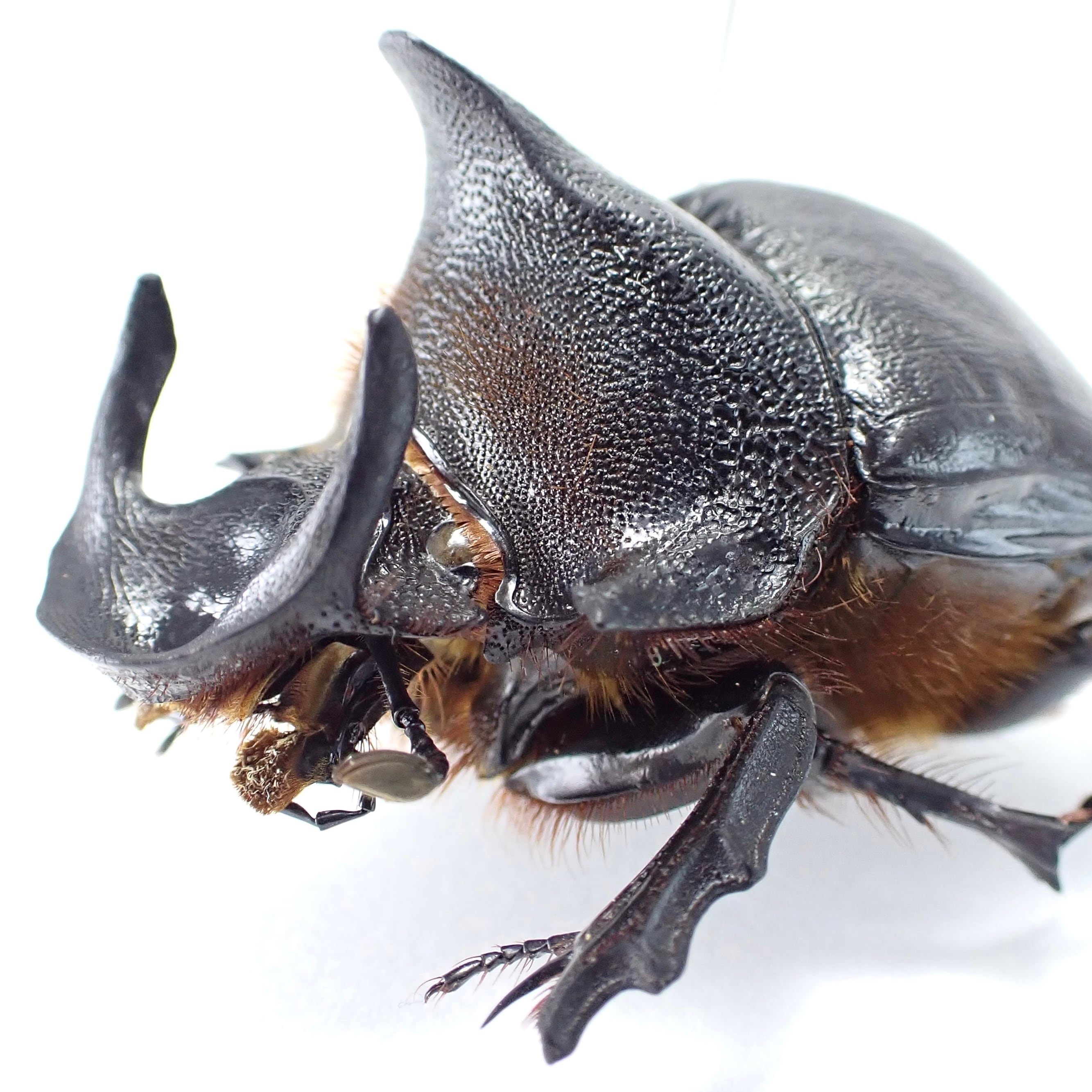 タンザニア産 Heliocopris andersoni ♂ 46mm | 昆虫標本 Diggers