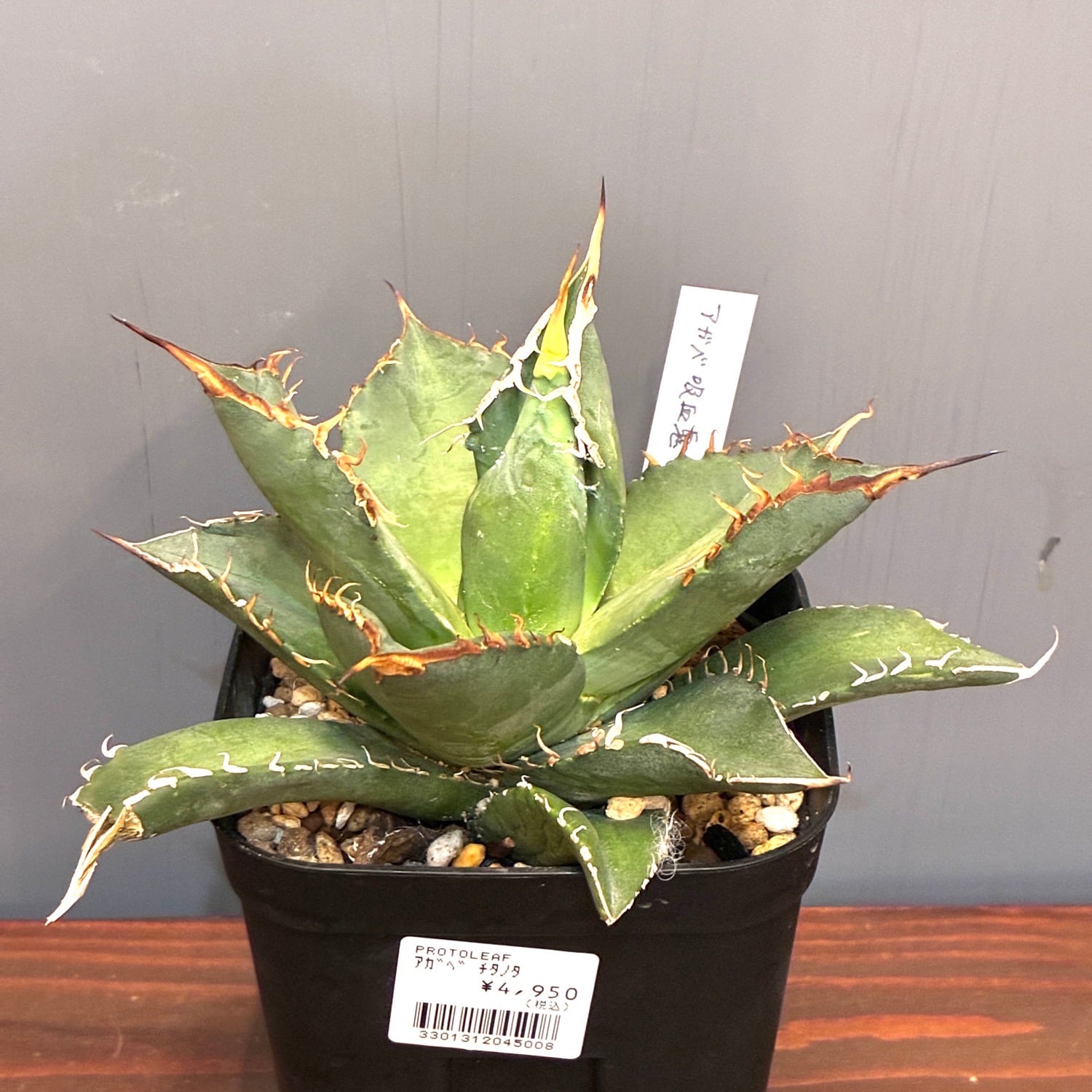 AGAVE TITANOTA 魔丸】子株 3〜4cm程度 安心の龍球会株 | PAY ID