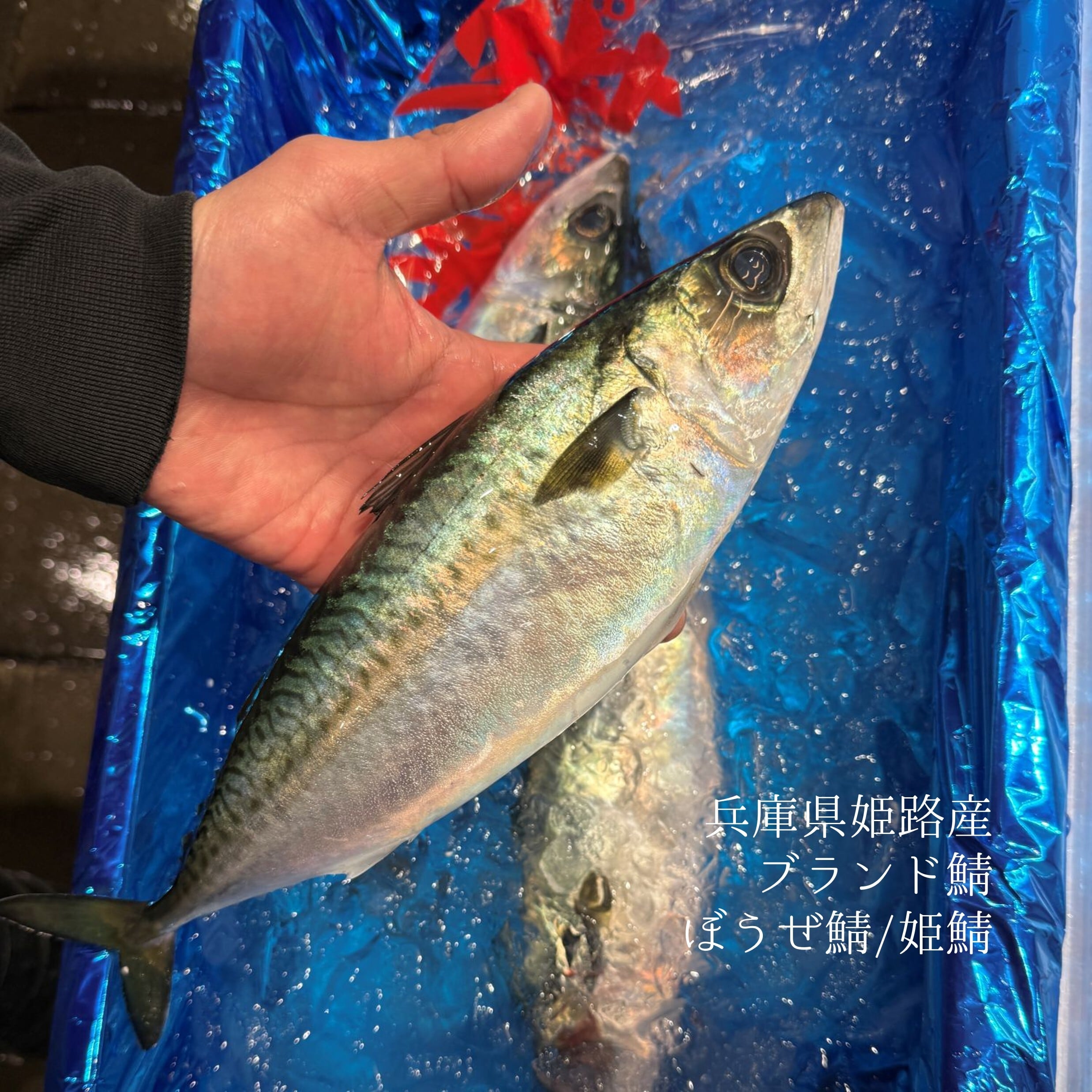 出水 特上 釣り鯵 豊洲最高級 鹿児島出水産 計4尾（1尾130-180g前後