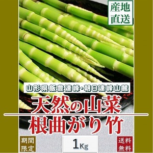 天然山菜 天然根曲がり竹/１Kｇ自然の恵み 限定予約販売 山形県飯豊連峰 送料無料 クール便