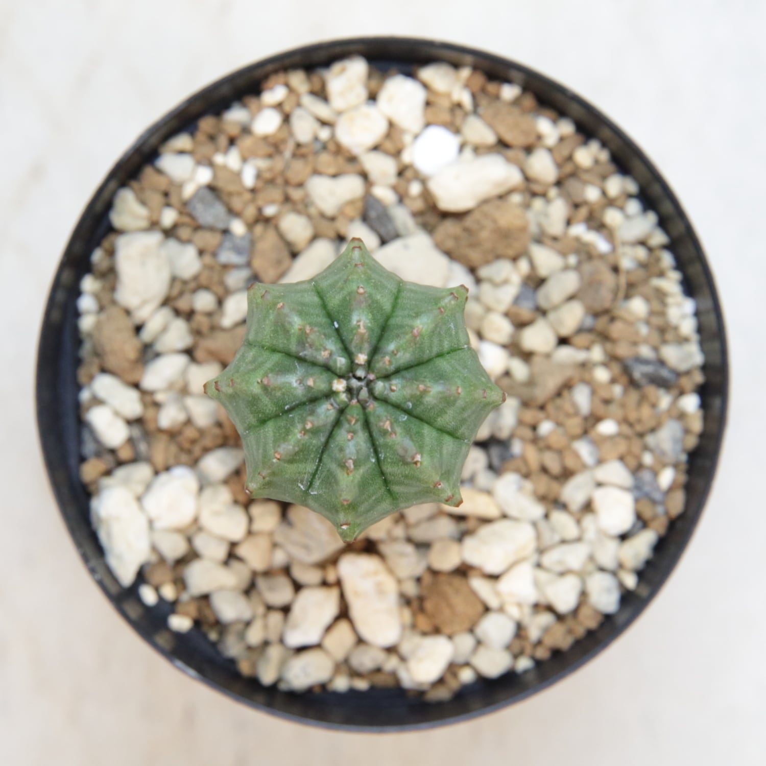 オベサ 綴化 約７センチ カキコ微根 カキコ株】木質化 オベサ / ユーフォルビア | LIGHTHOUSE.PLANTS