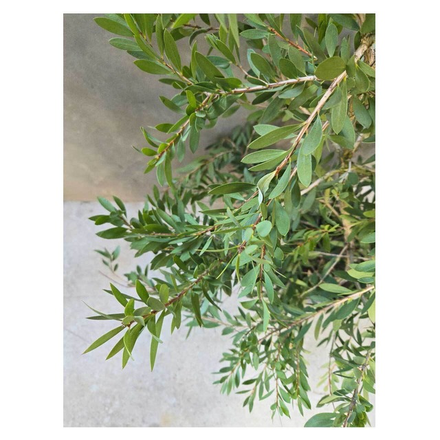 Callistemon 'White Anzac'