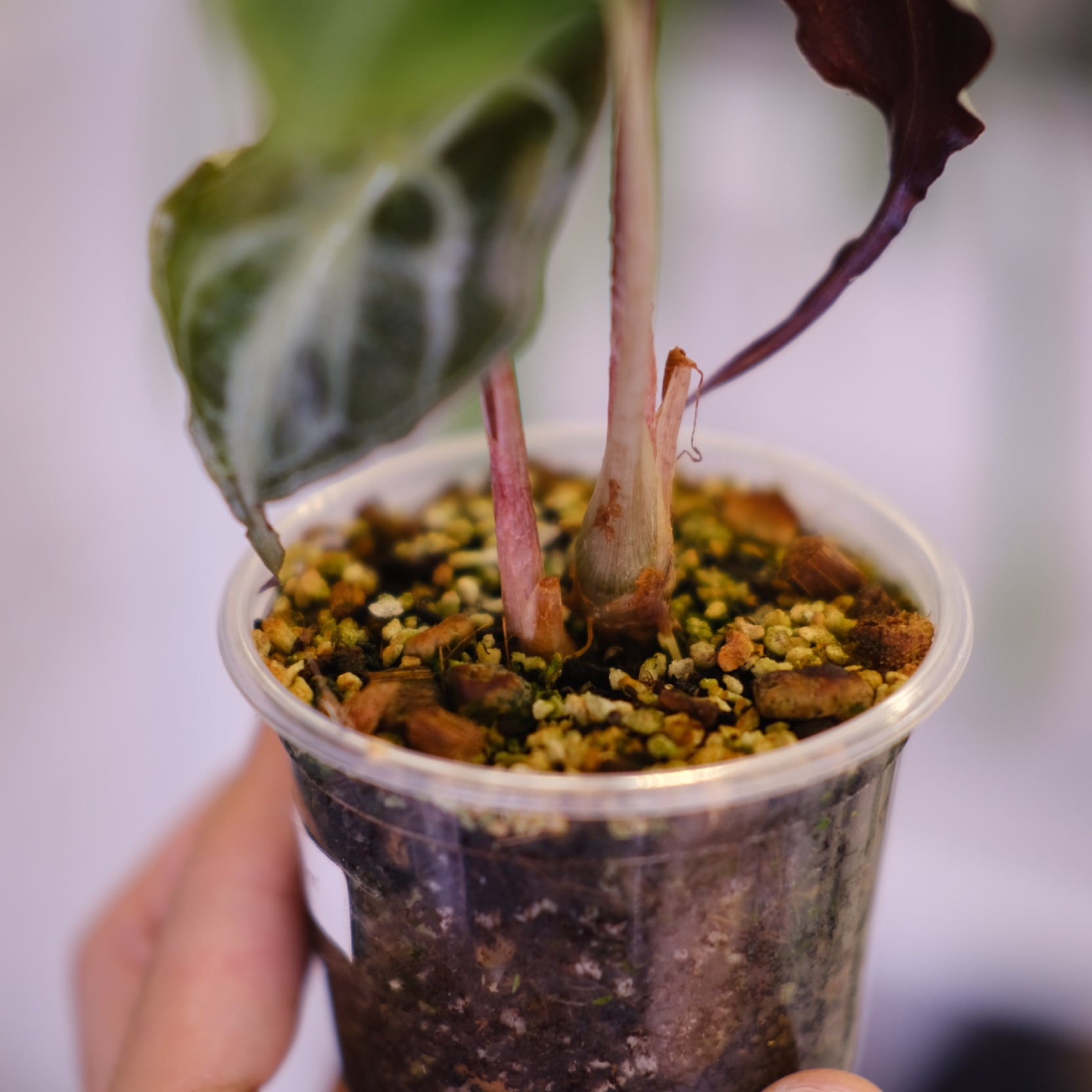 子株付き】Alocasia 'Venom'│アロカシア・ヴェノム│観葉植物