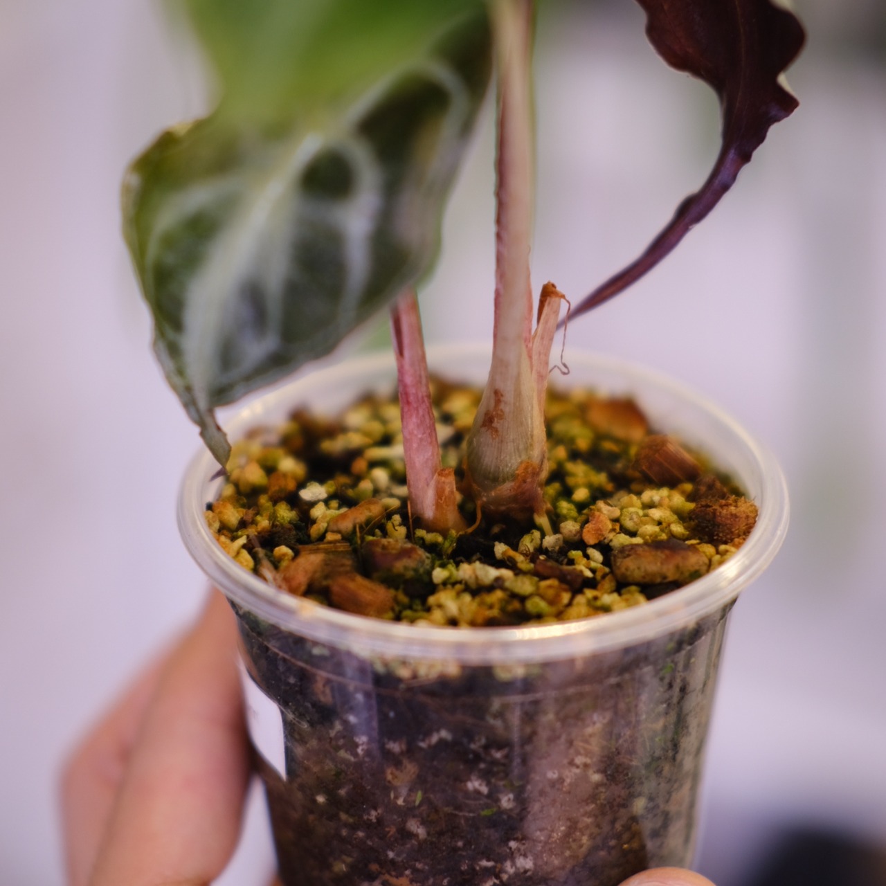 【子株付き】Alocasia ‘Venom’│アロカシア・ヴェノム│観葉植物