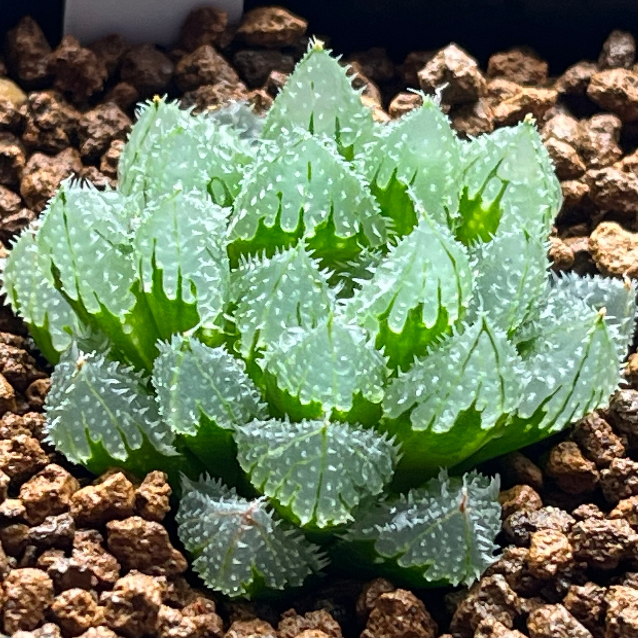 ハオルチア 玄氷① | mocono_plants