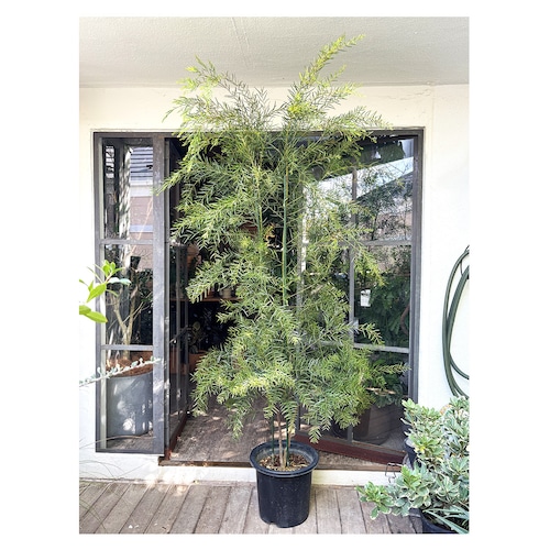 Acacia brisbane（fimbriata）