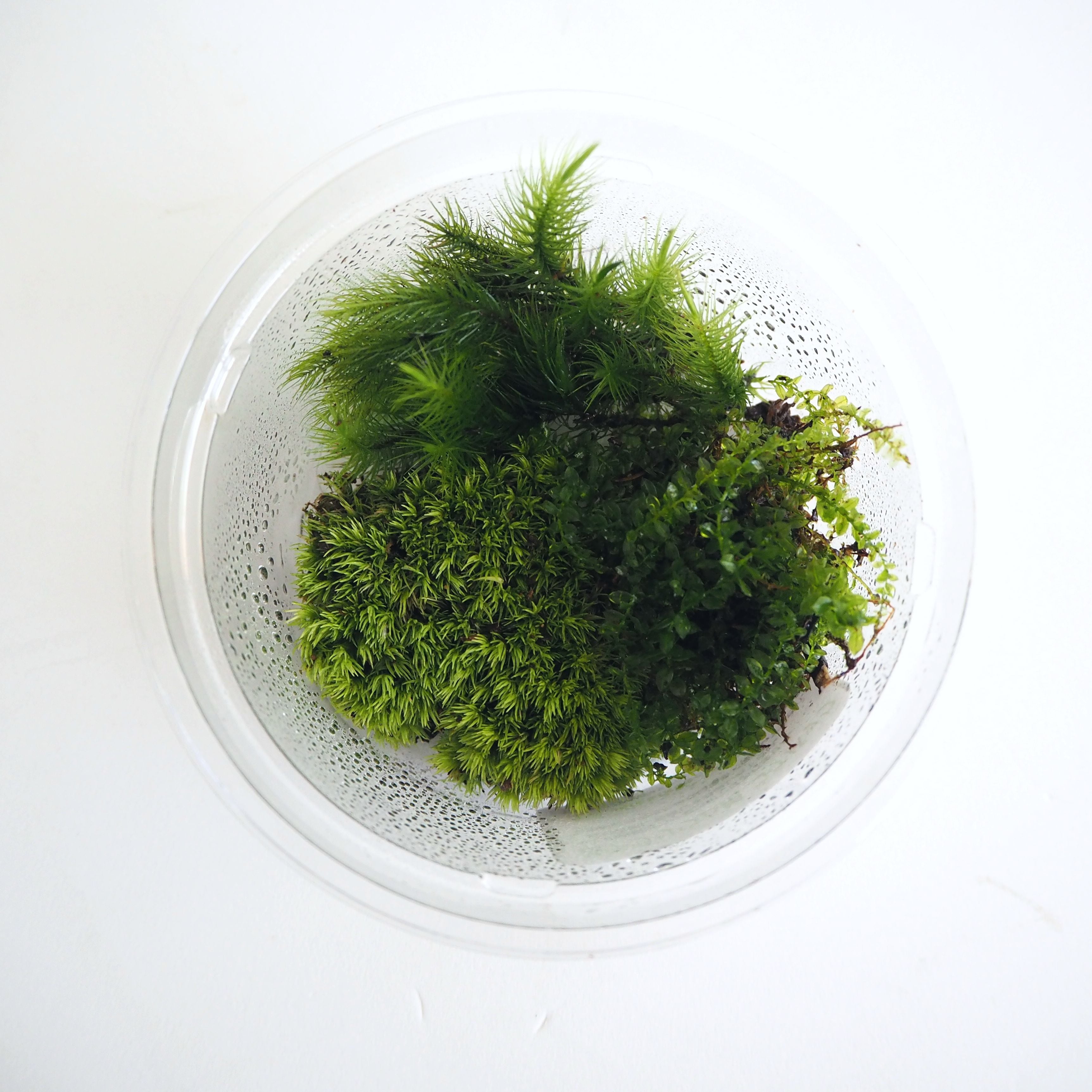 作製キット】はじめての苔テラリウム作り ガラスキャニスターで作る苔