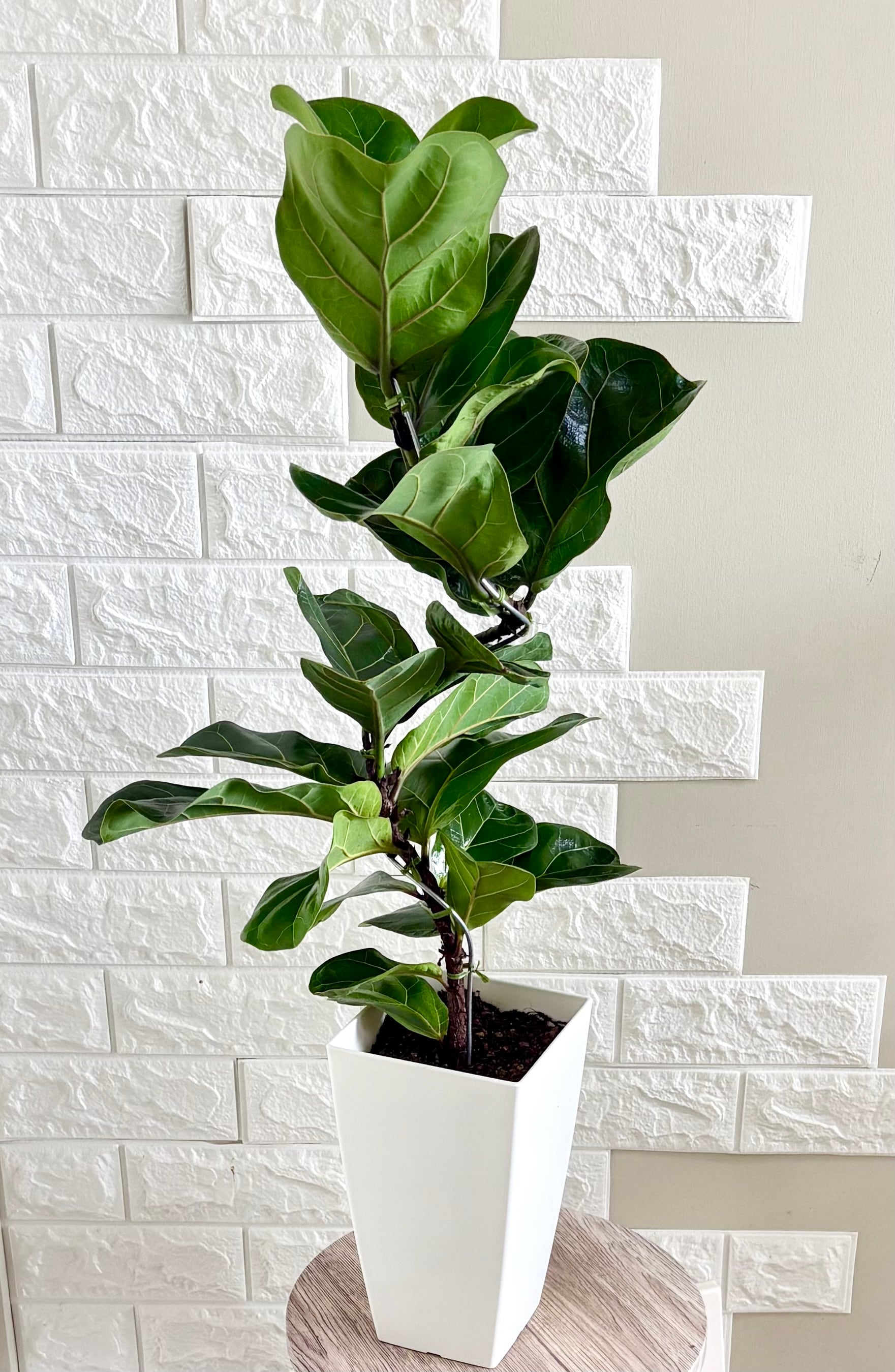 現品】エバーフレッシュ 曲がり樹形 7号鉢 観葉植物 | 観葉植物のお店