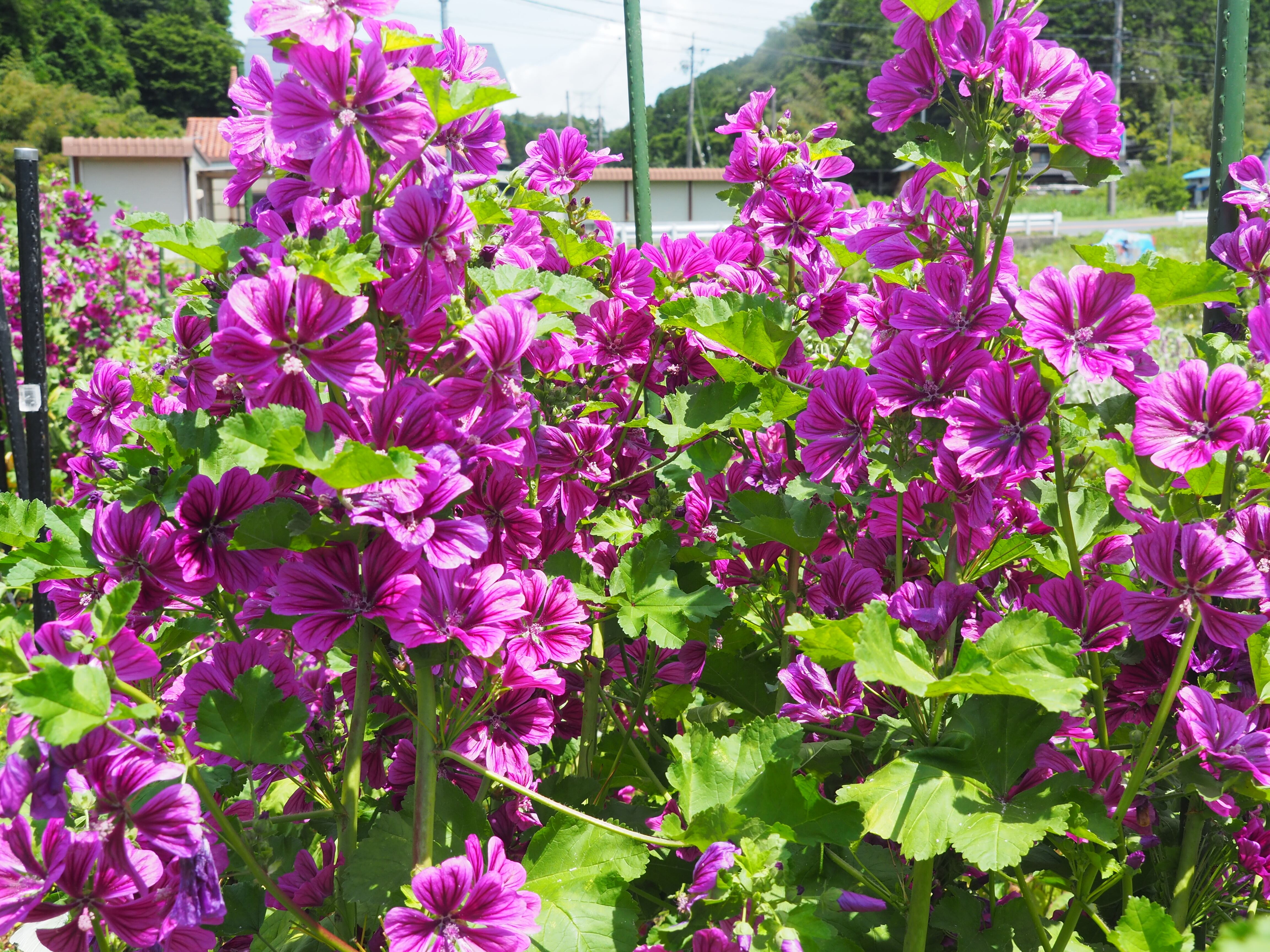 エキナセアブレンド ～ デトックスハーブティー ～ 6g | 西森