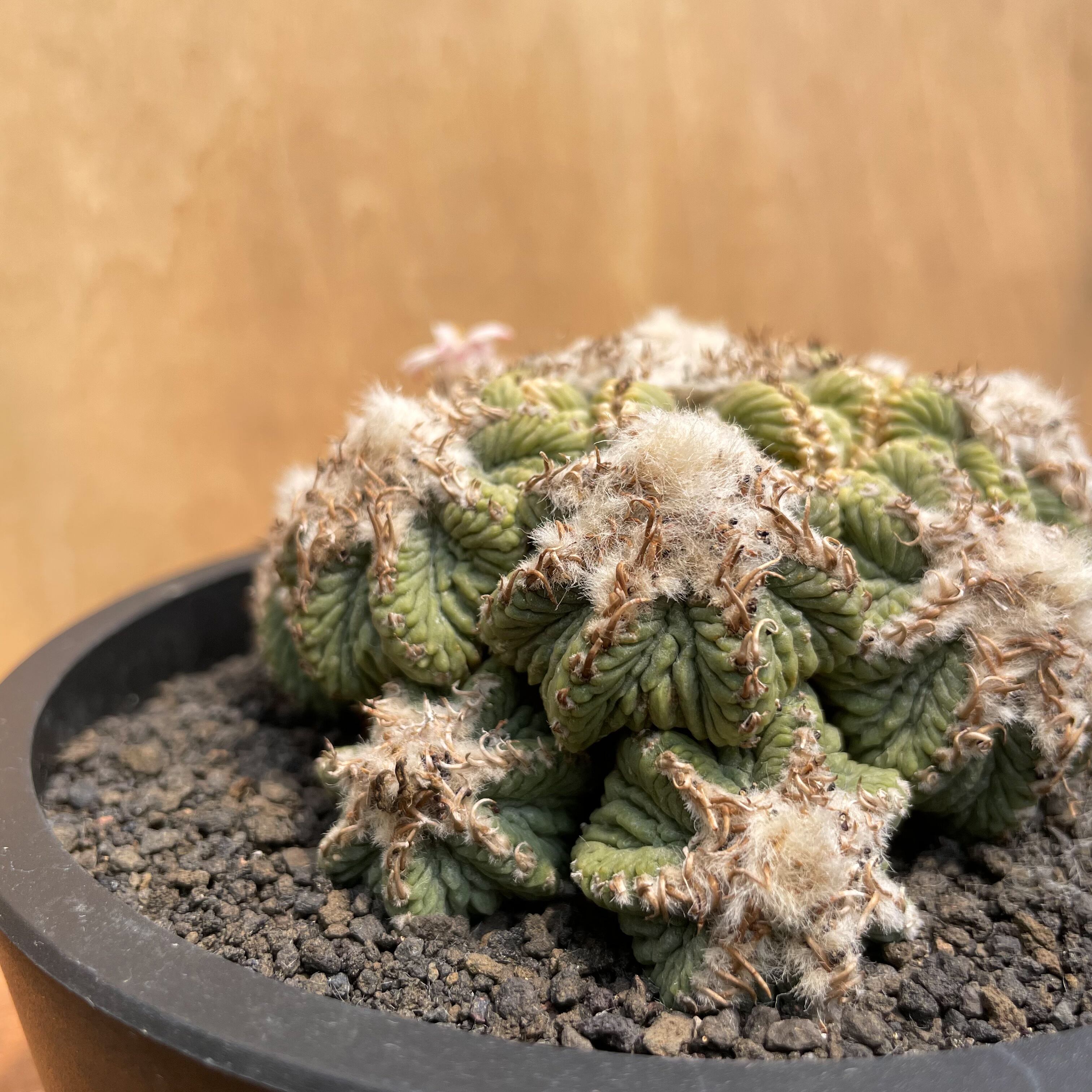 Aztekium ritteri【アズテキウム・花籠・実生】 | RIMO'S GREEN