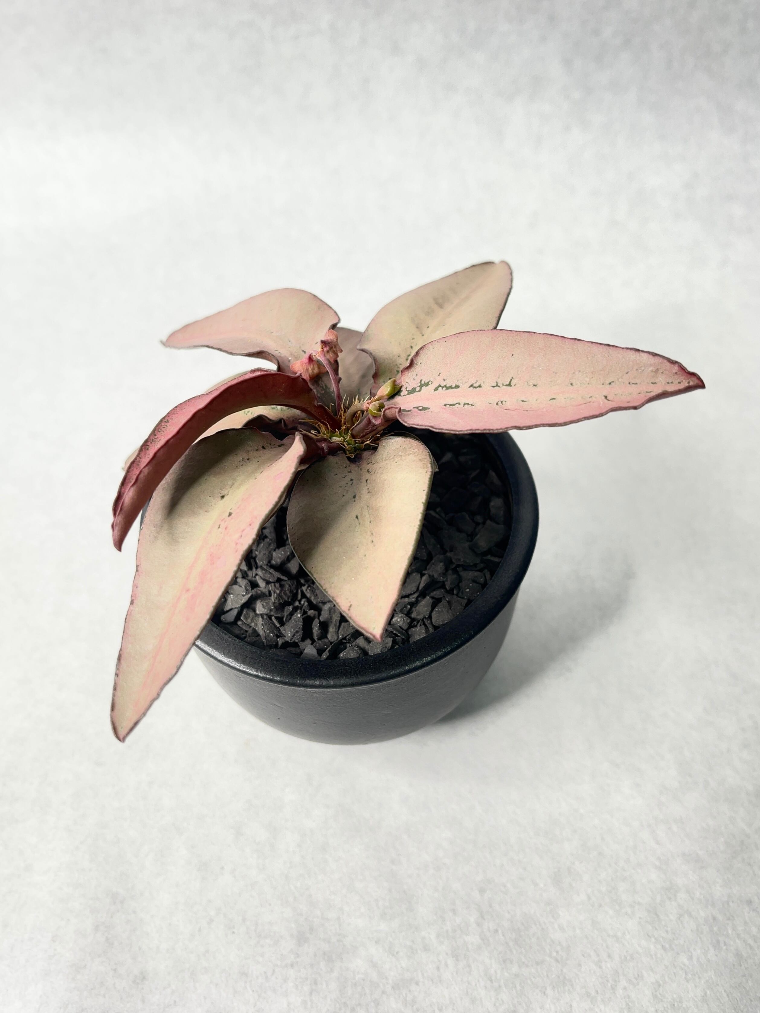 阪本健　作家鉢　y鉢　伝市鉢 植木鉢 / 阪本健 | hitsujitoyagi