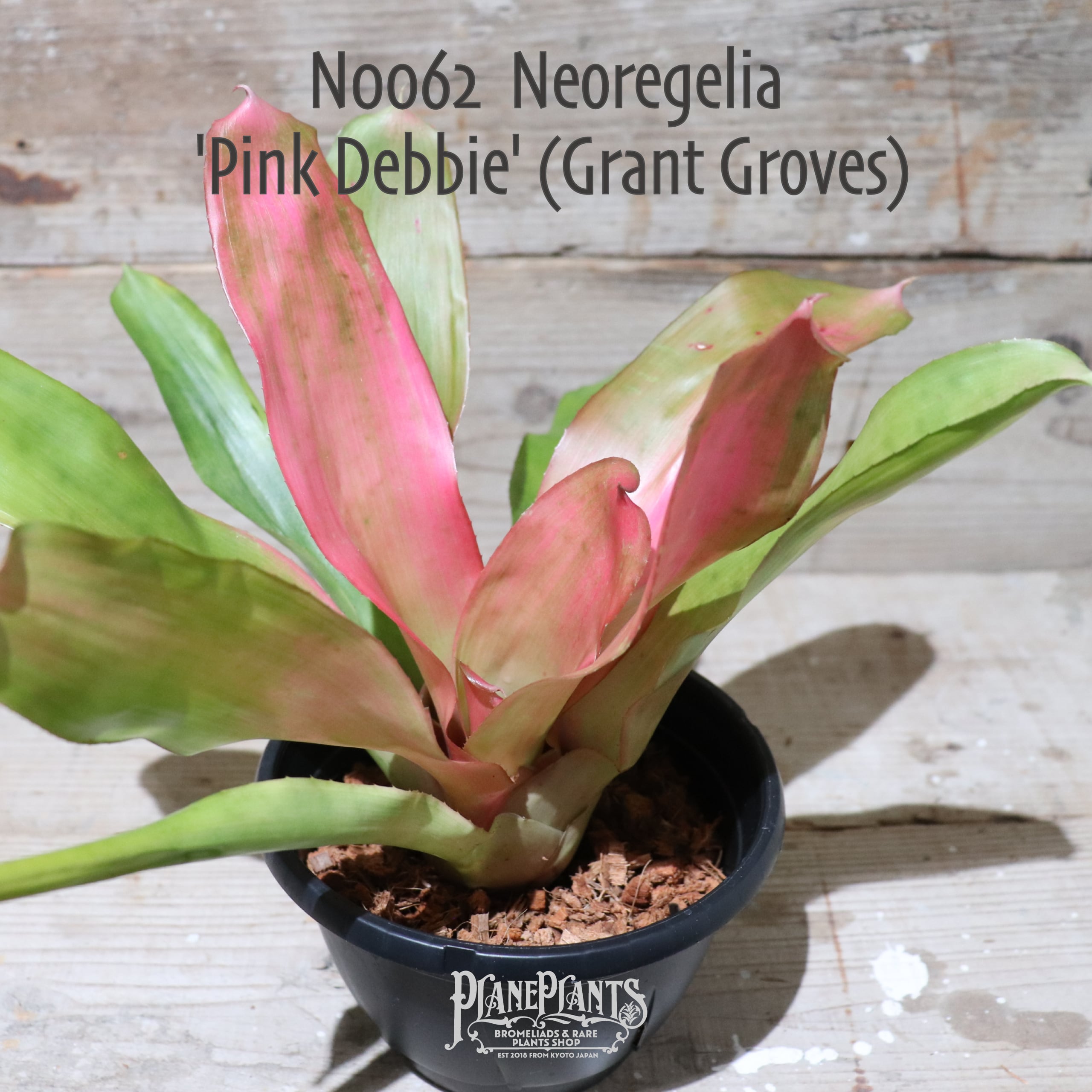 【送料無料】Neoregelia 'Pink Debbie'〔ネオレゲリア〕現品発送N0062