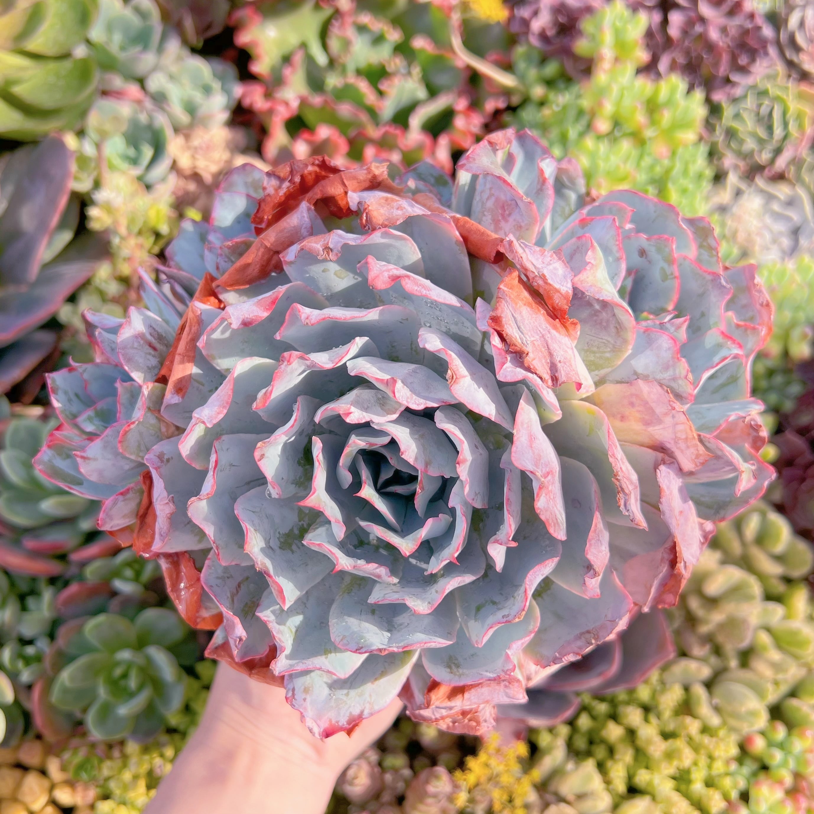 現品　ブルーライト#K221   大群生　新入荷　るる農園