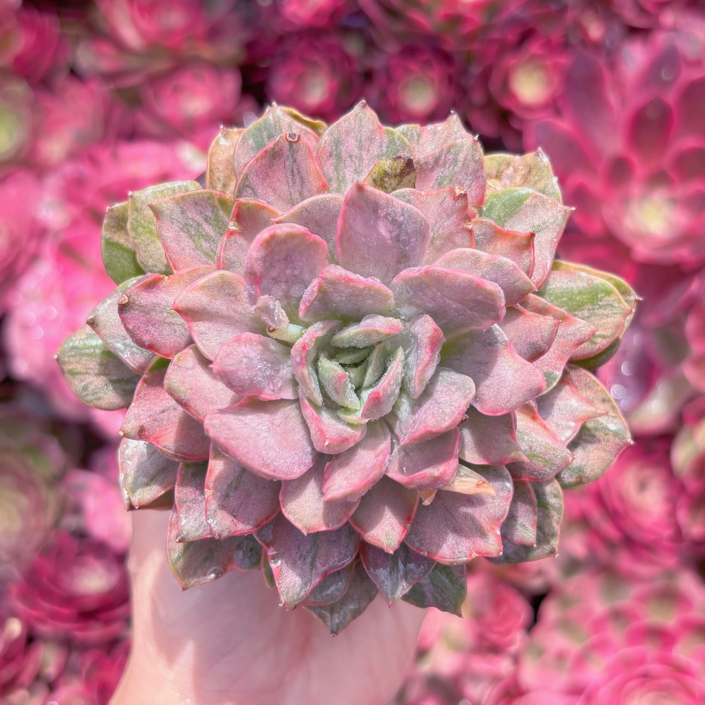 現品　レディローズ錦#K139　るる農園