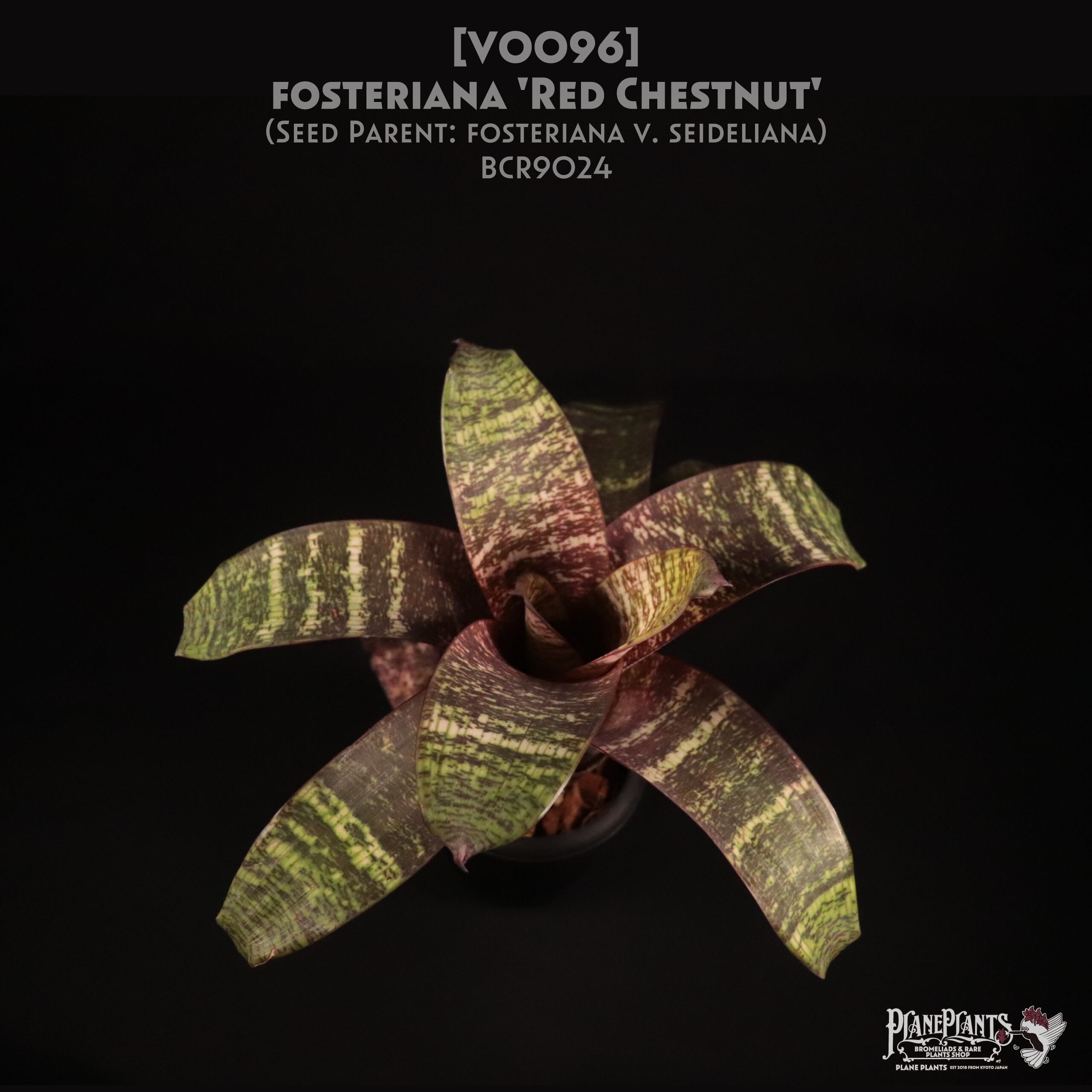 【送料無料】Vriesea 'Red Chestnut'〔フリーセア〕現品発送V0096