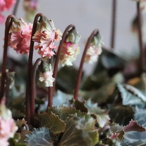 シクラメン　森の妖精　アンティーク　フリルシクラメン　冬のお花