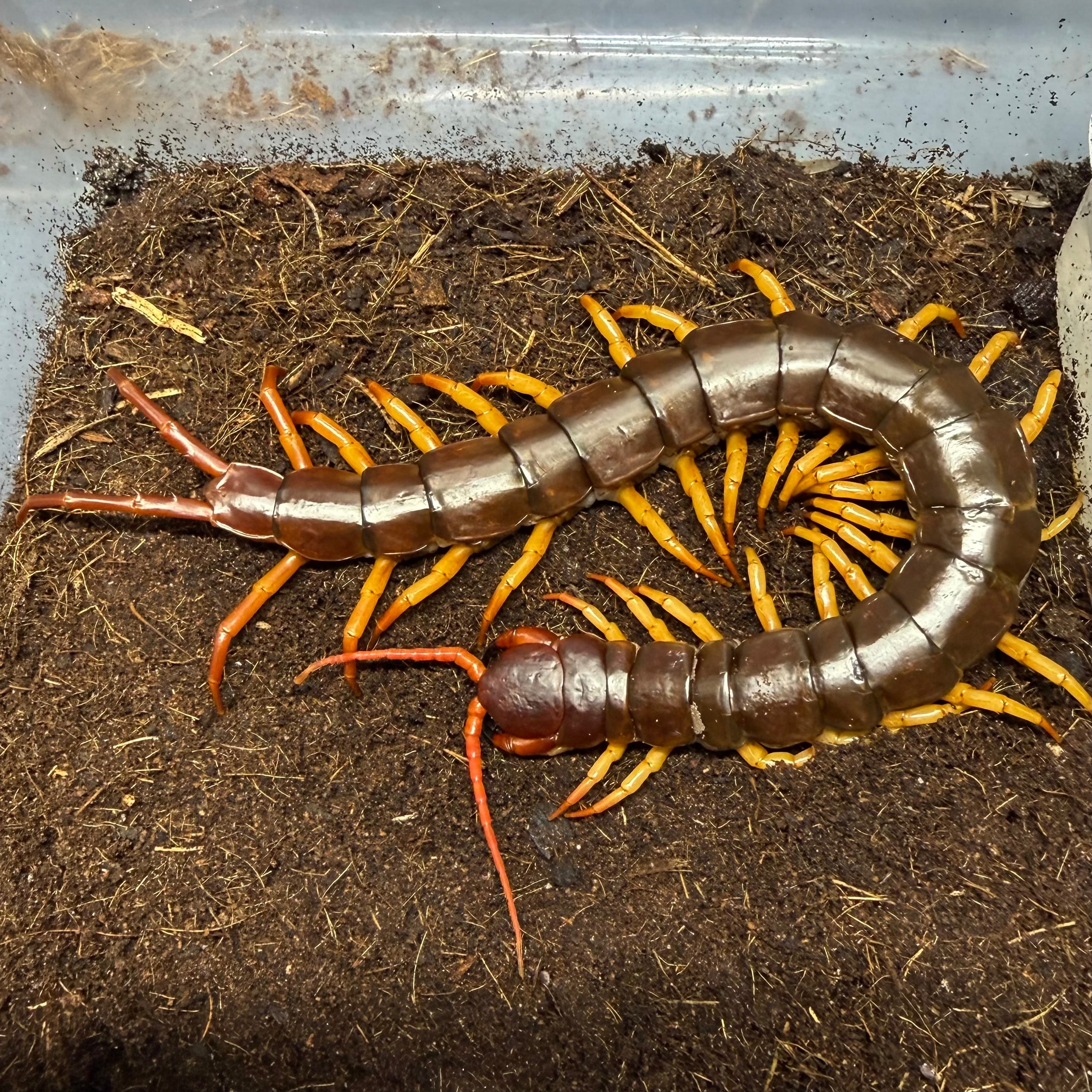 ムカデ | 昆虫ショップ BUG FOREST 【カブト、クワガタ、ダンゴムシ