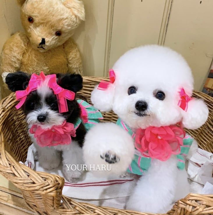 XL/在庫確保済【yourharu】 Sweet Candy OPS Green