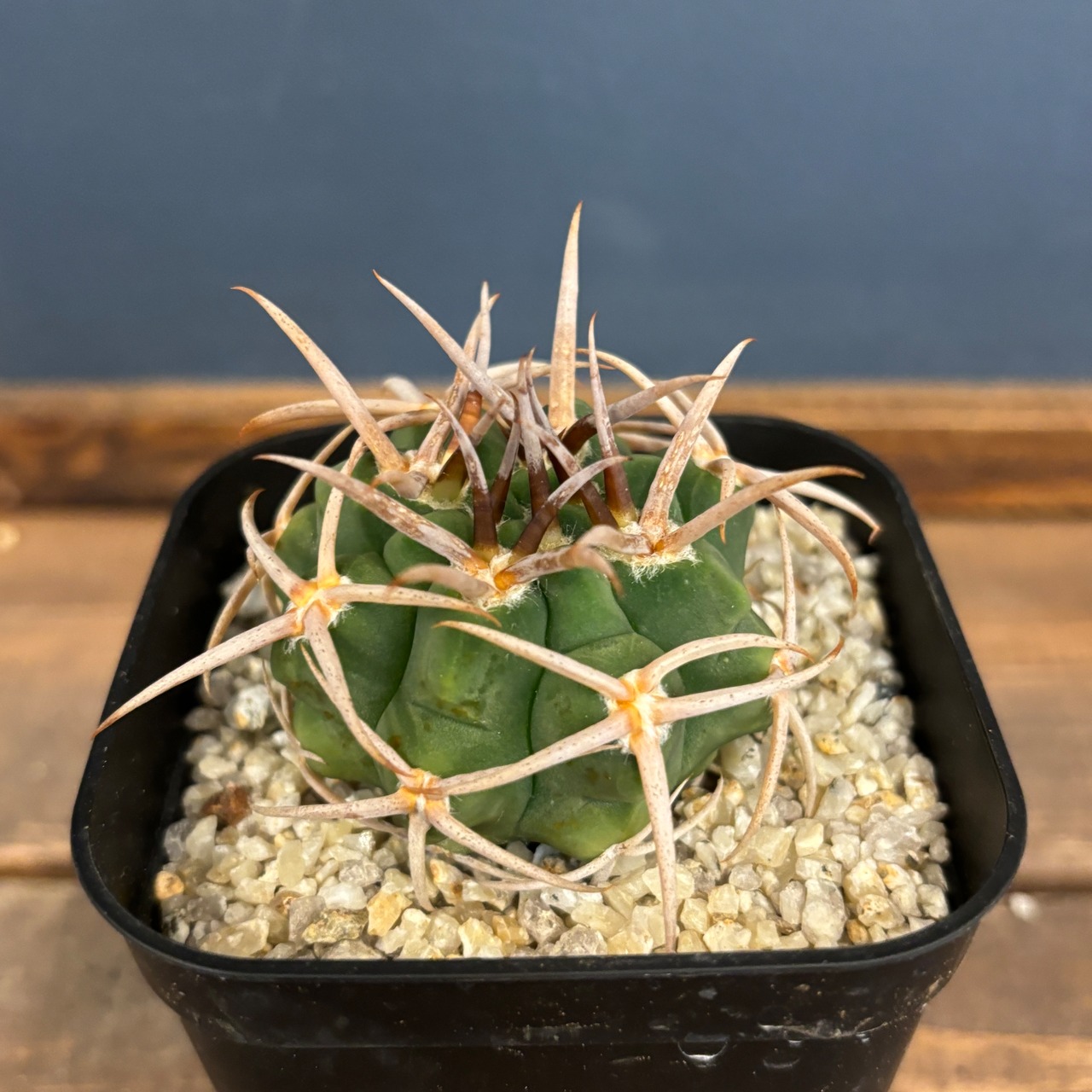 サボテン ギムノカリキュウム フェロシオール【276】