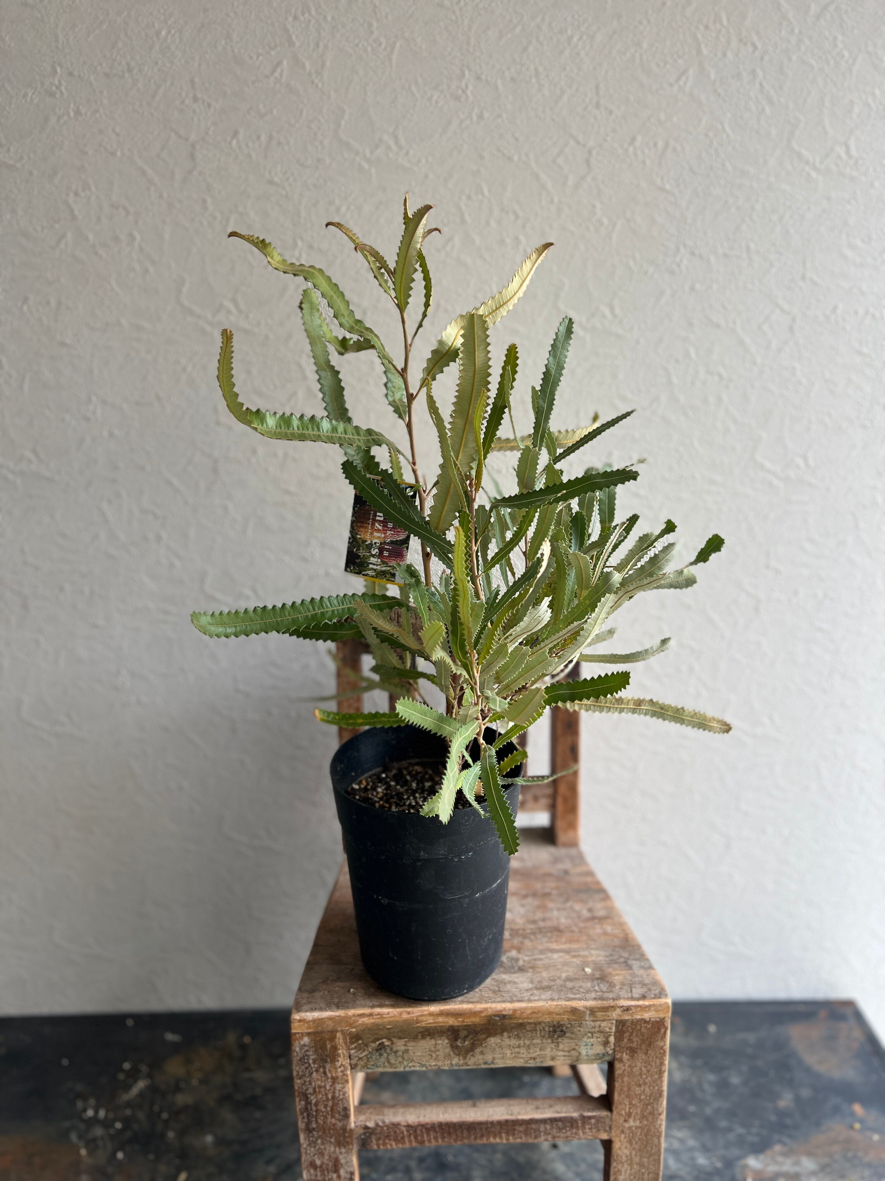 希少　バンクシア　メンジーシー　極上株　幹太 ドン様専用 希少 バンクシア メンジーシー 極上株 幹太 - メルカリ